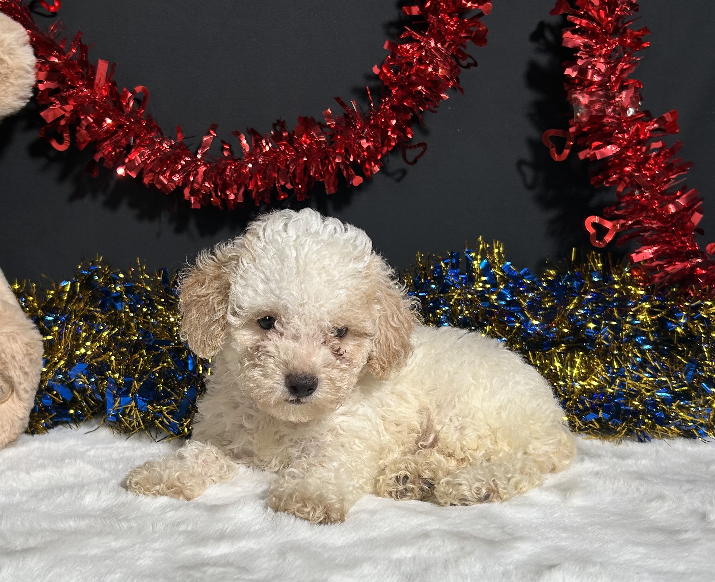 Biscuit The Mini Poodle 2 Biscuit The Mini Poodle - Image 2