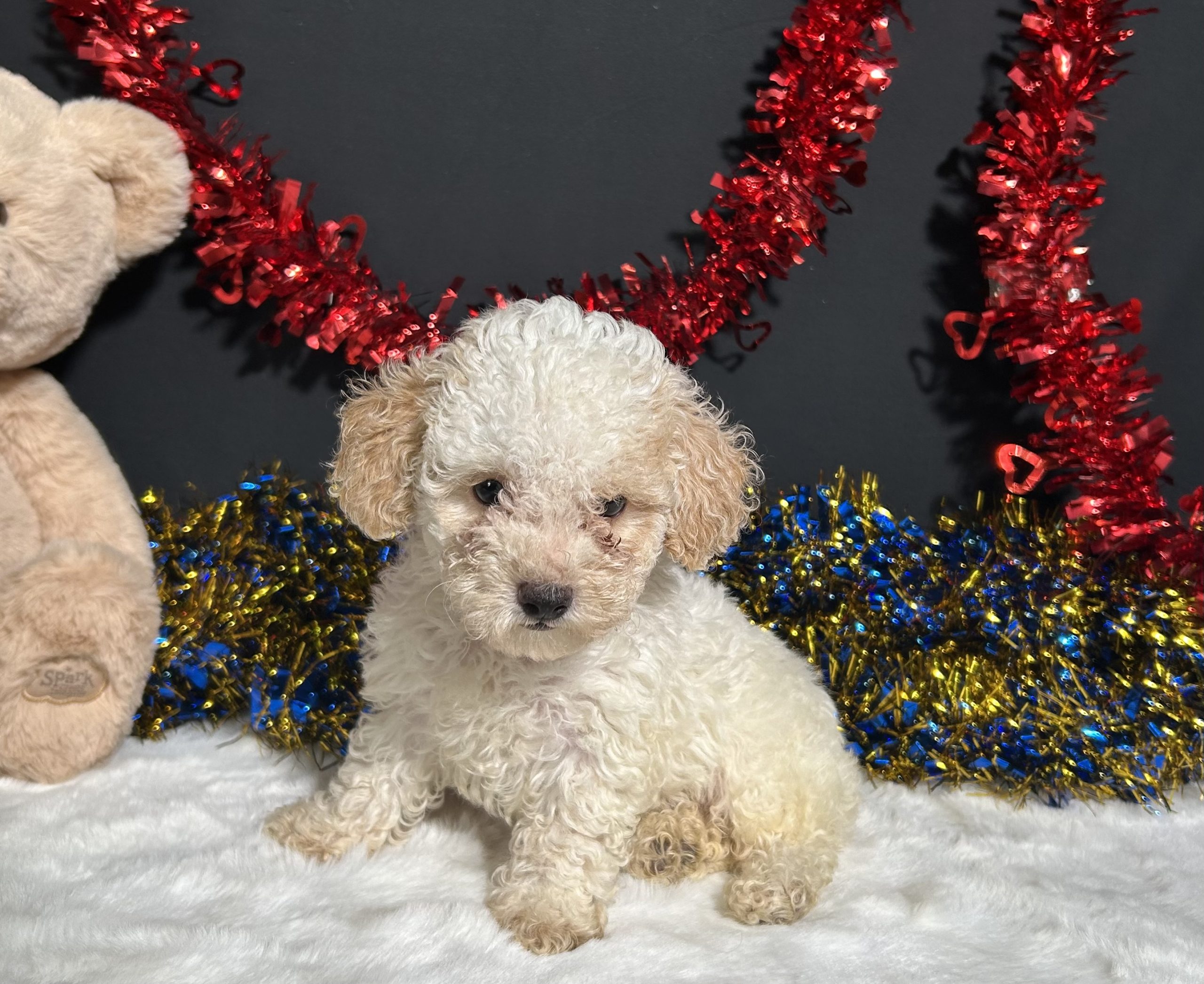 Biscuit The Mini Poodle 4 Biscuit The Mini Poodle - Image 4