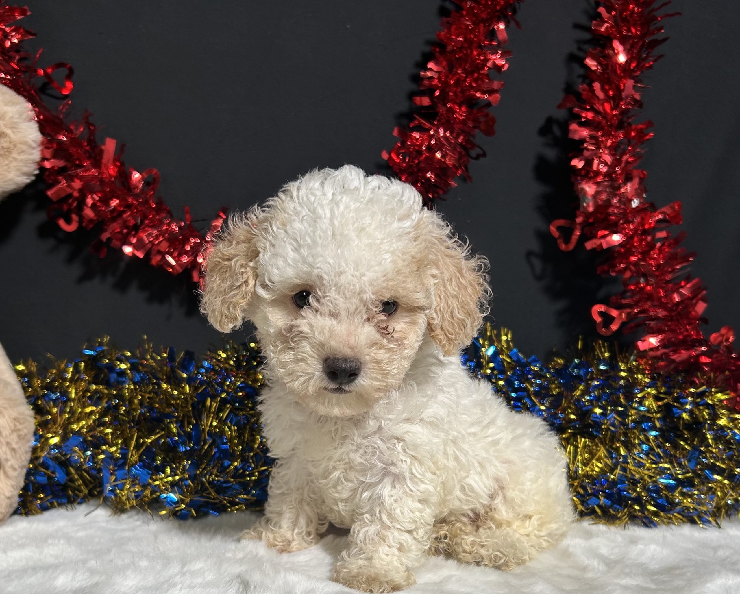 Biscuit The Mini Poodle 1 Biscuit The Mini Poodle