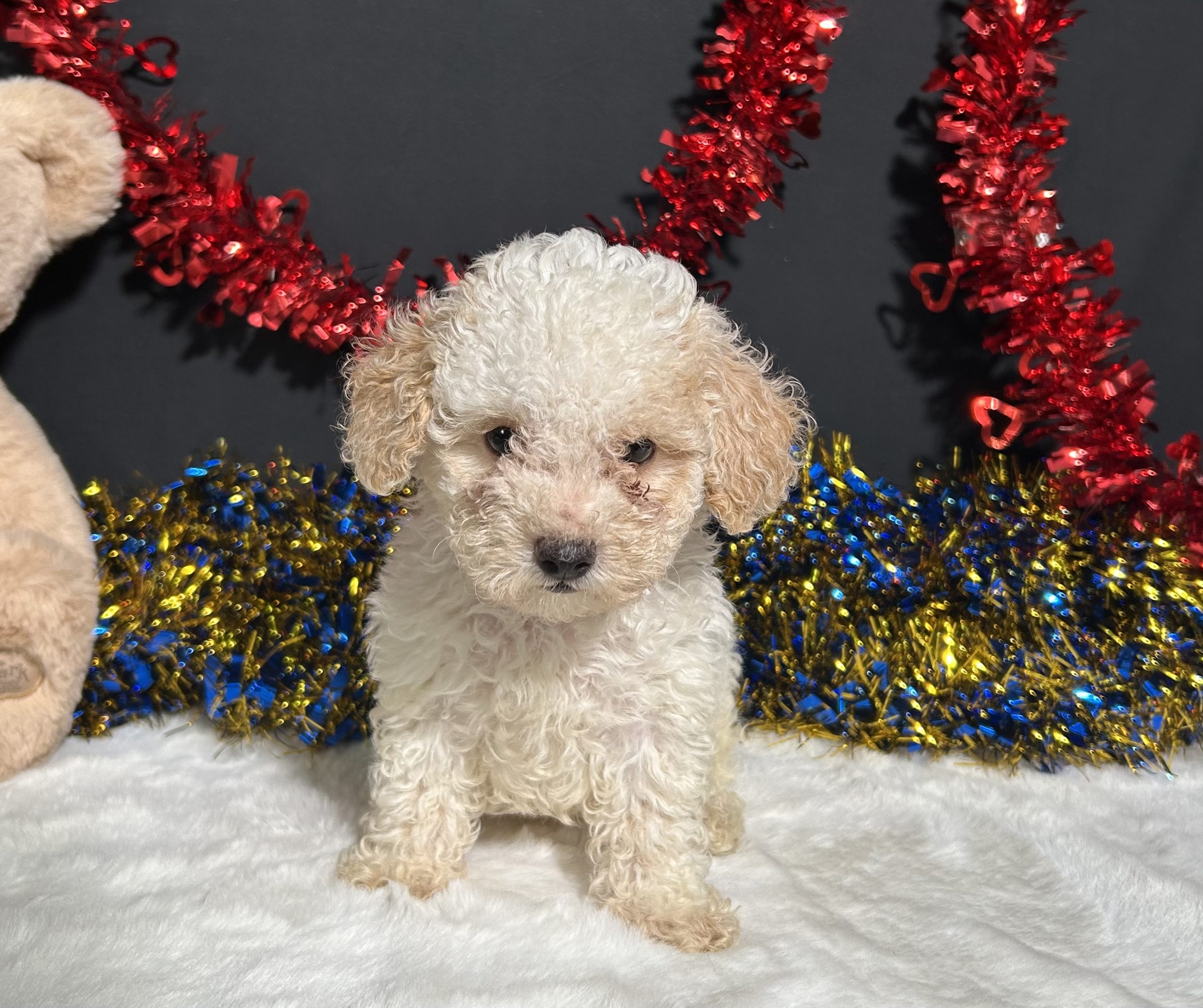 Biscuit The Mini Poodle 3 Biscuit The Mini Poodle - Image 3