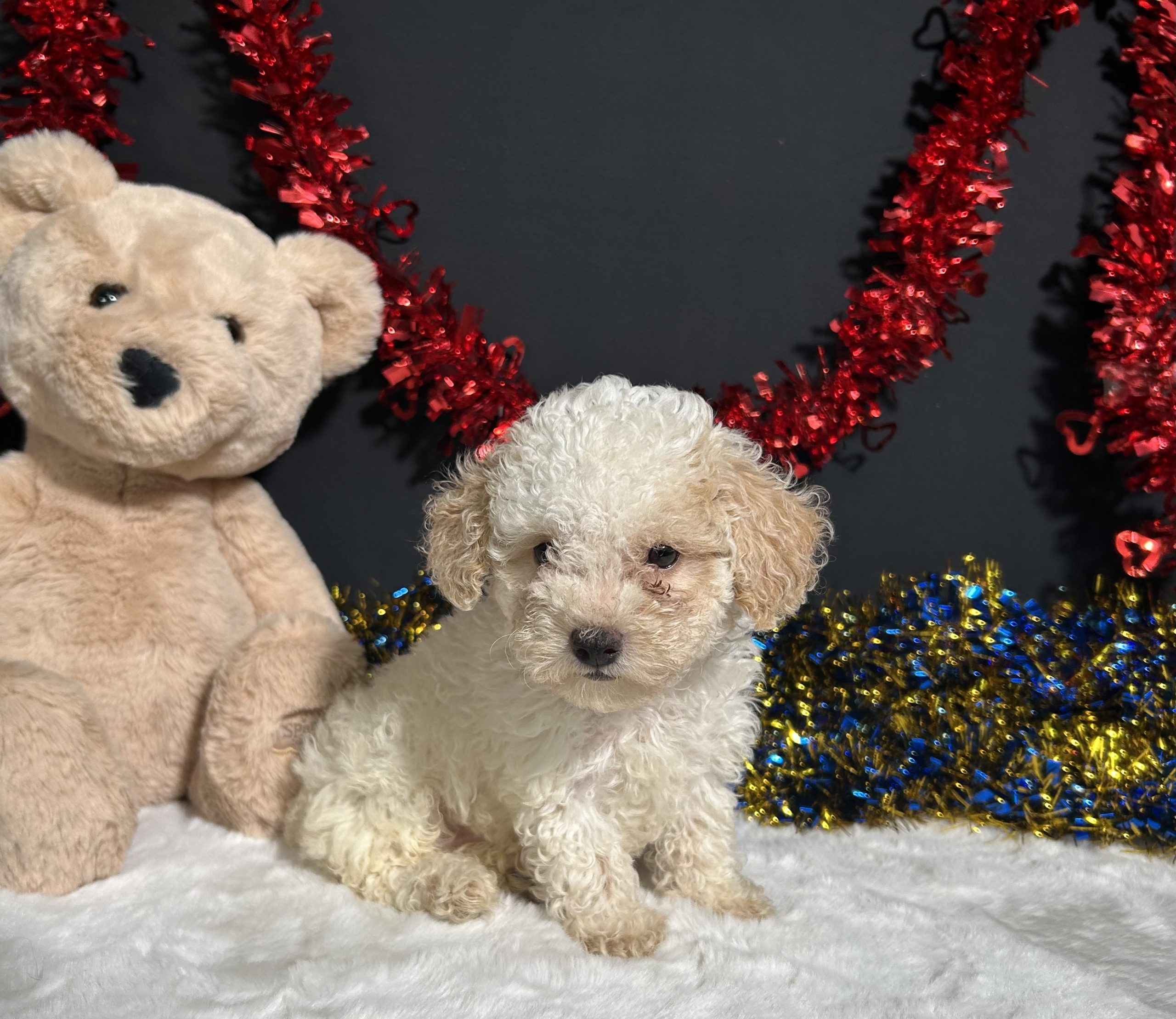 Biscuit The Mini Poodle 5 Biscuit The Mini Poodle - Image 5