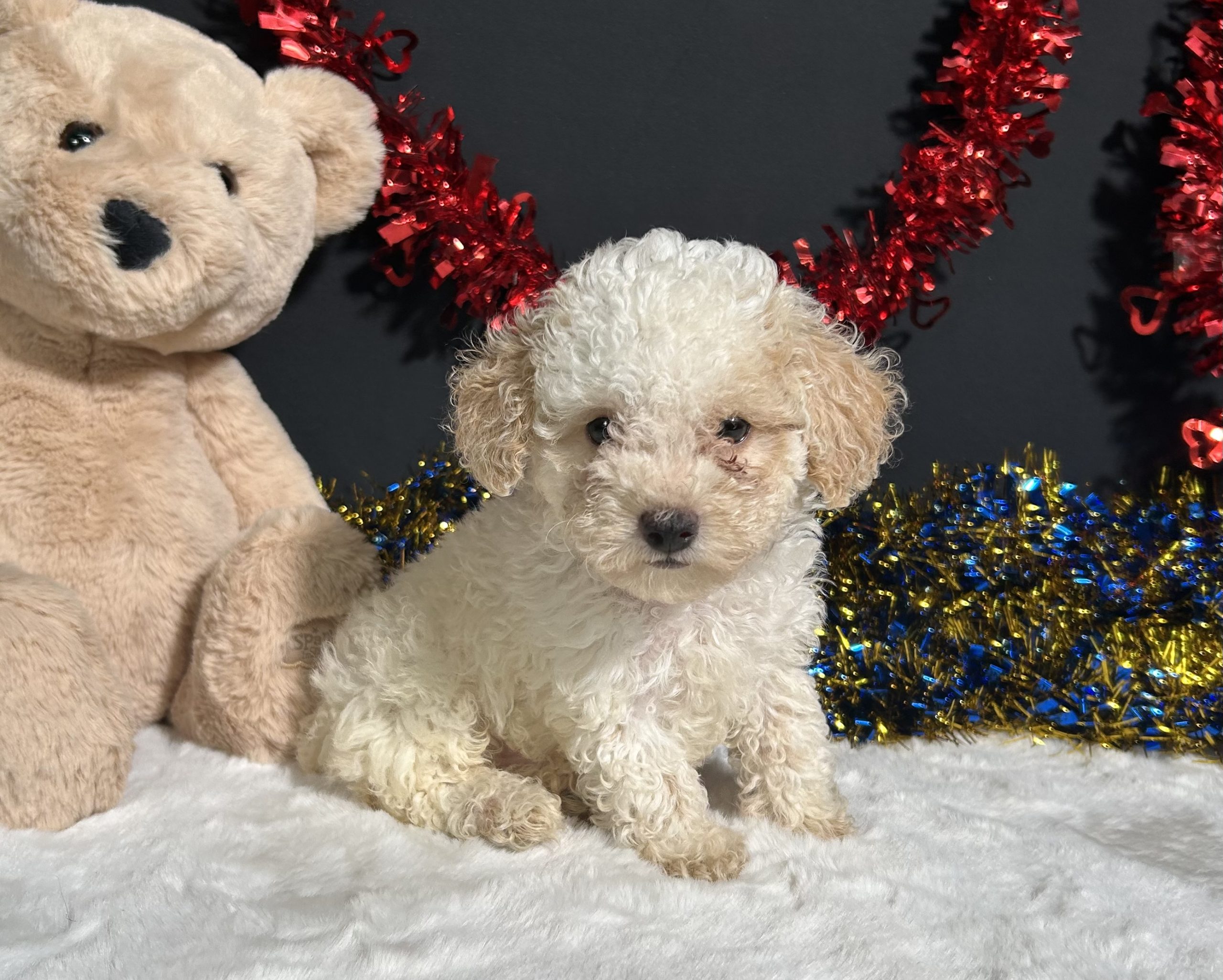Biscuit The Mini Poodle 6 Biscuit The Mini Poodle - Image 6