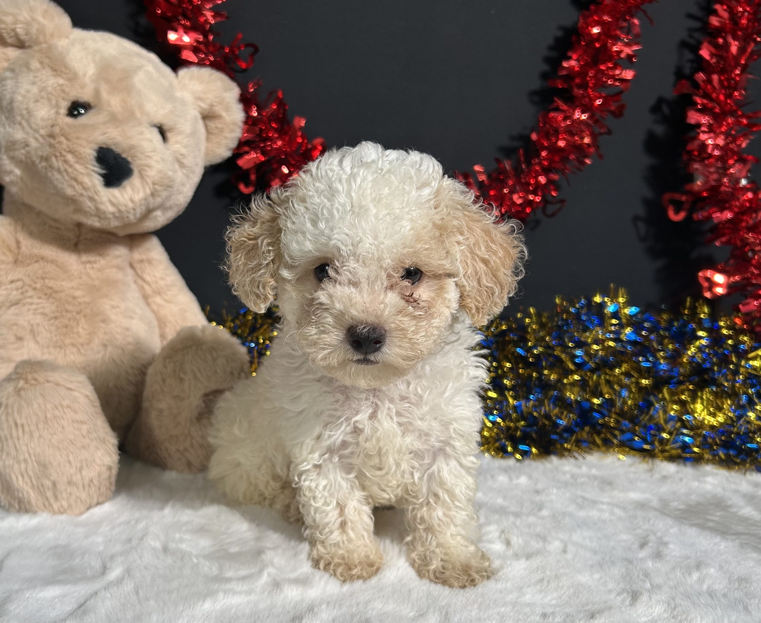 Biscuit The Mini Poodle 7 Biscuit The Mini Poodle - Image 7