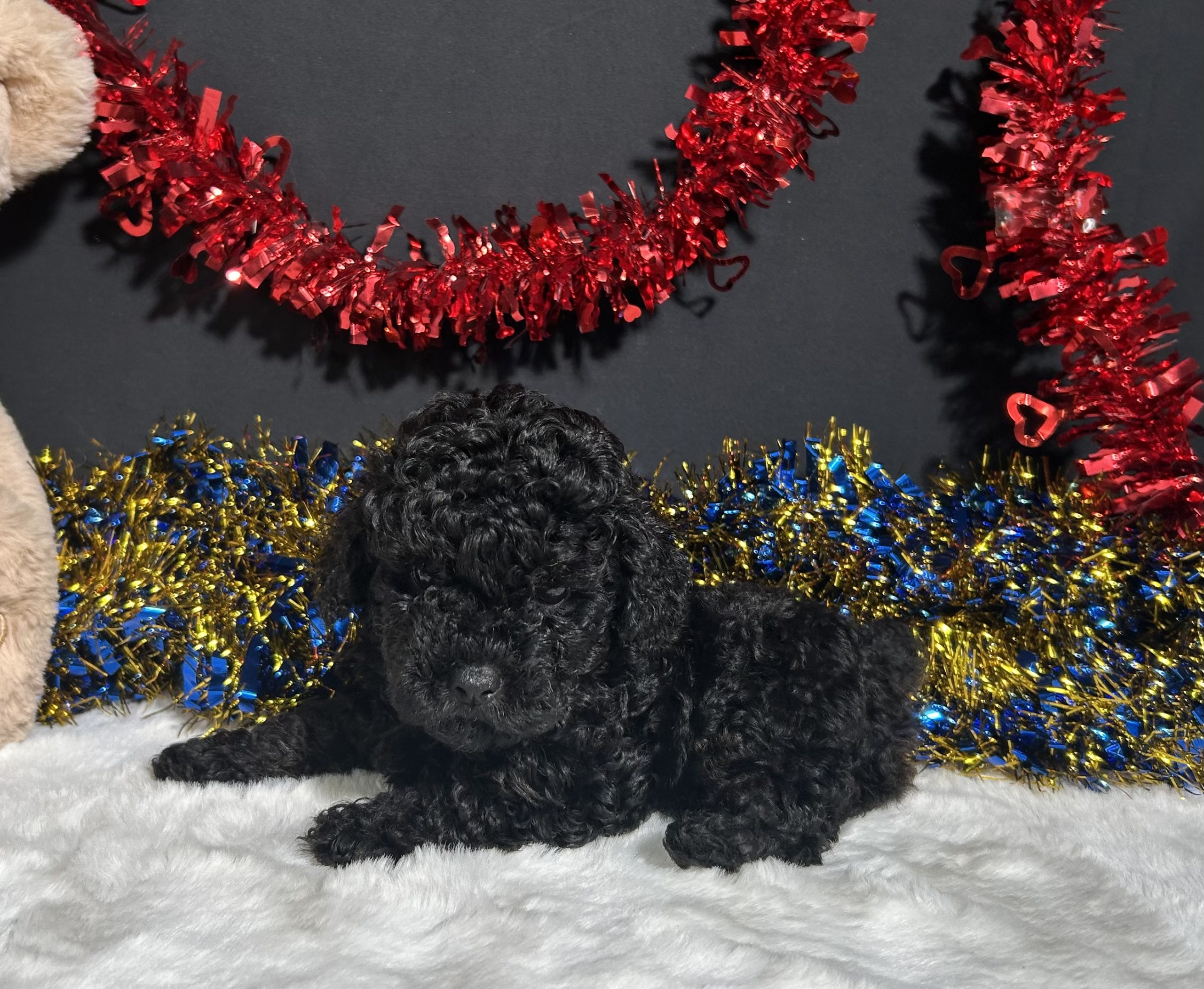 Storm The Mini Poodle 6 Storm The Mini Poodle - Image 6