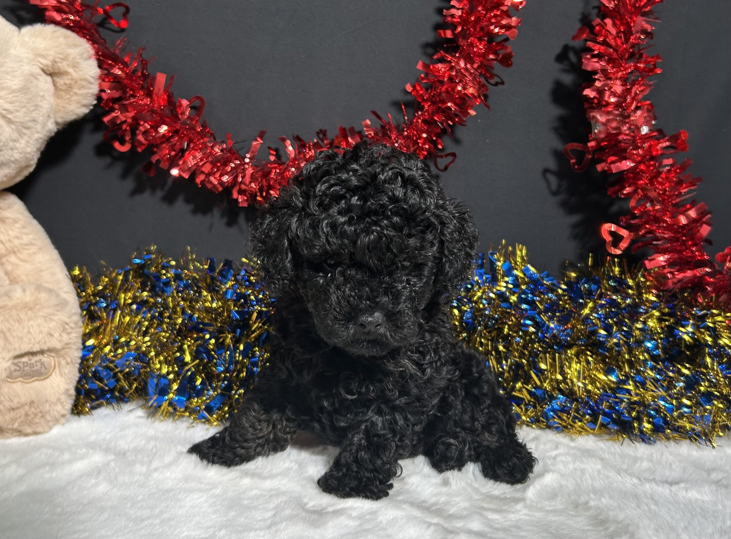 Storm The Mini Poodle 5 Storm The Mini Poodle - Image 5