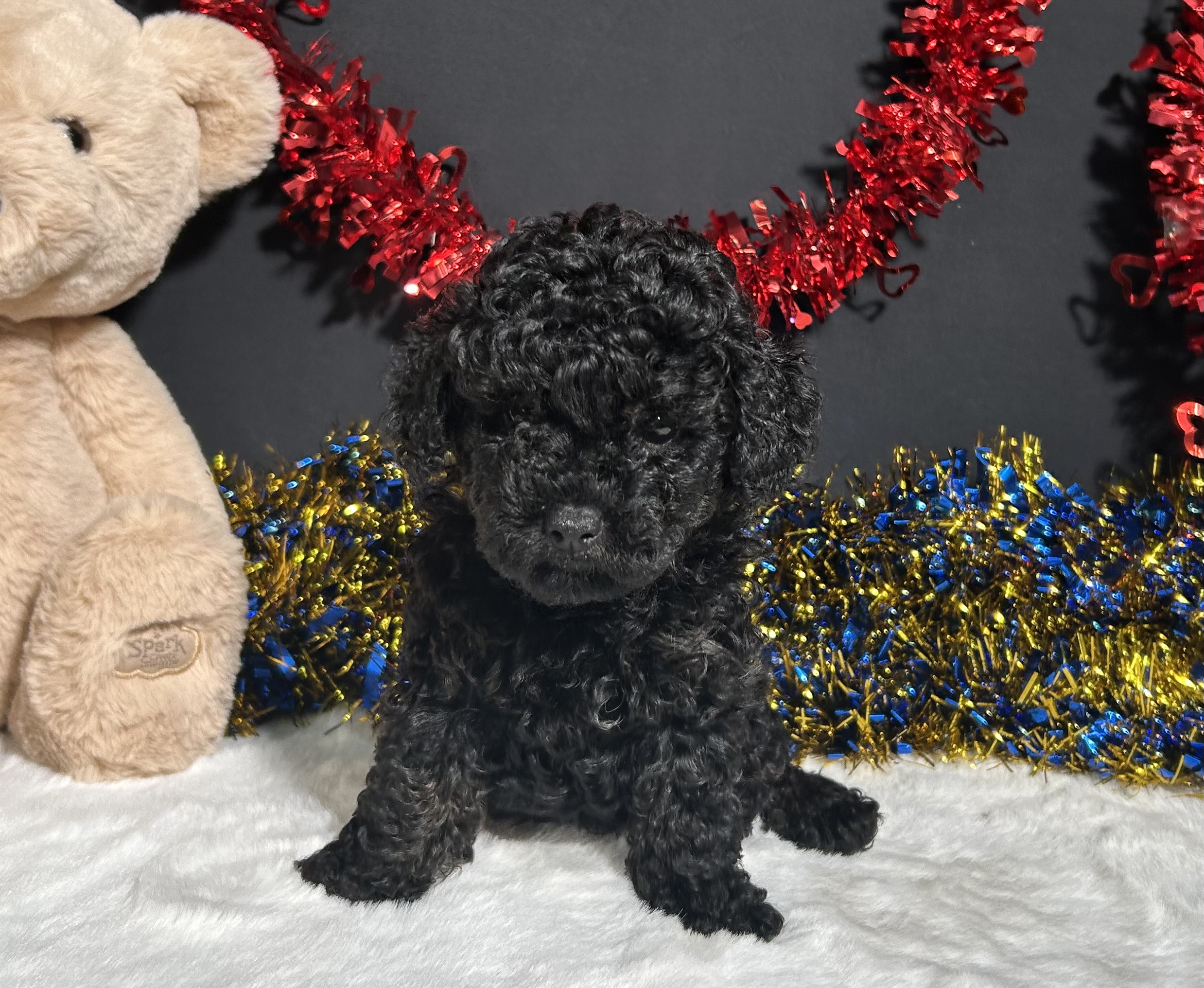 Storm The Mini Poodle 1 Storm The Mini Poodle