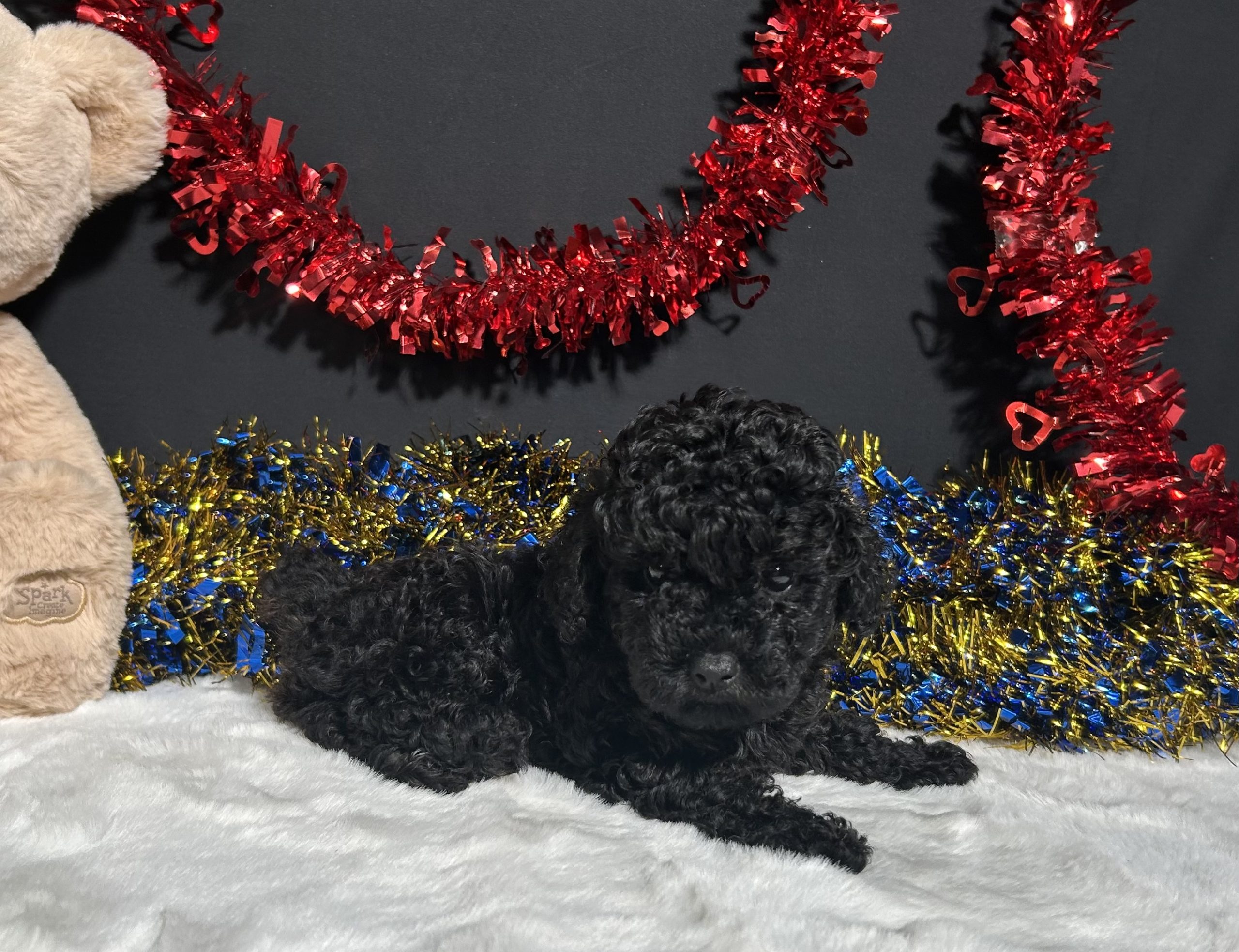 Storm The Mini Poodle 3 Storm The Mini Poodle - Image 3