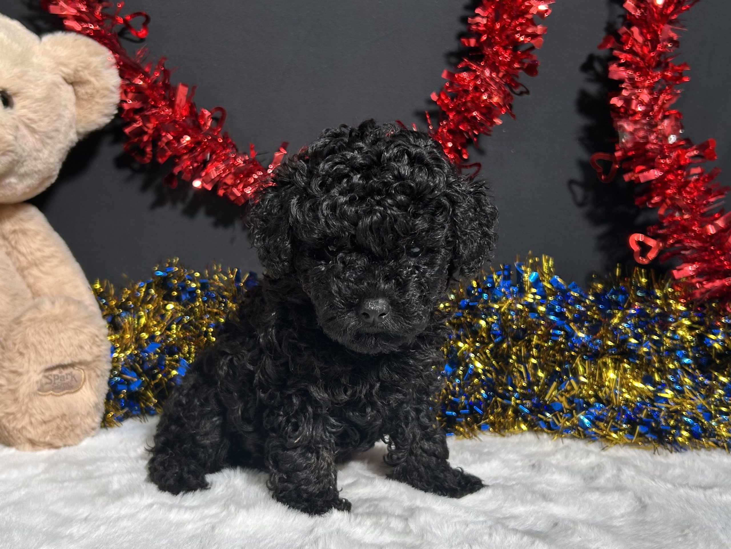 Storm The Mini Poodle 4 Storm The Mini Poodle - Image 4