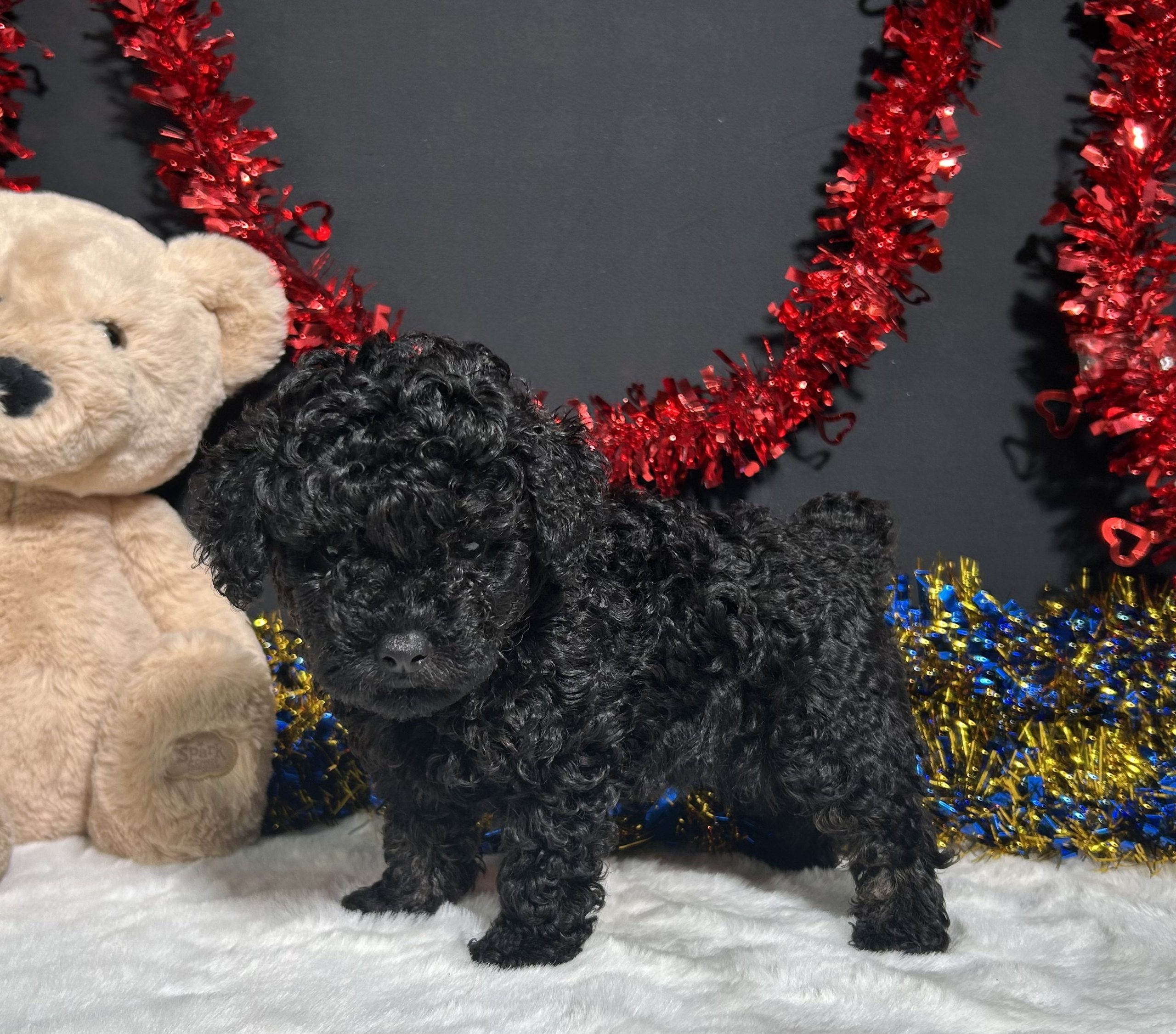 Storm The Mini Poodle 2 Storm The Mini Poodle - Image 2