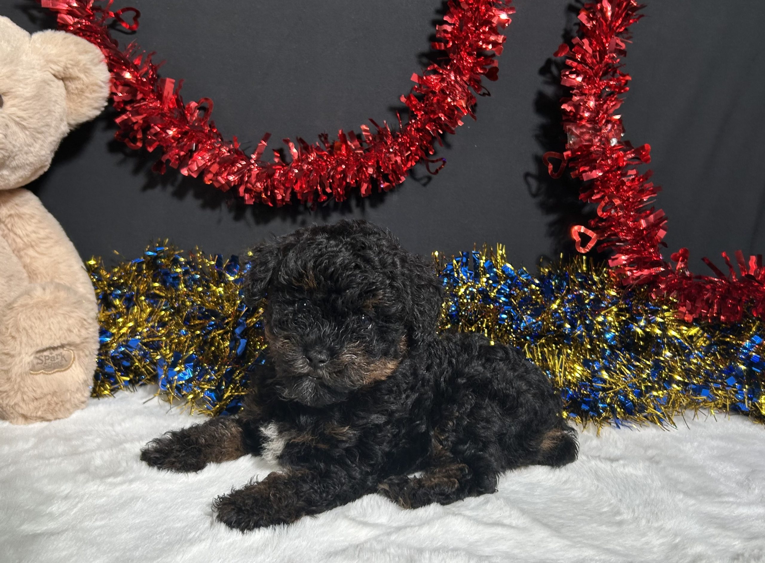 Luna The Mini Poodle 6 Luna The Mini Poodle - Image 6