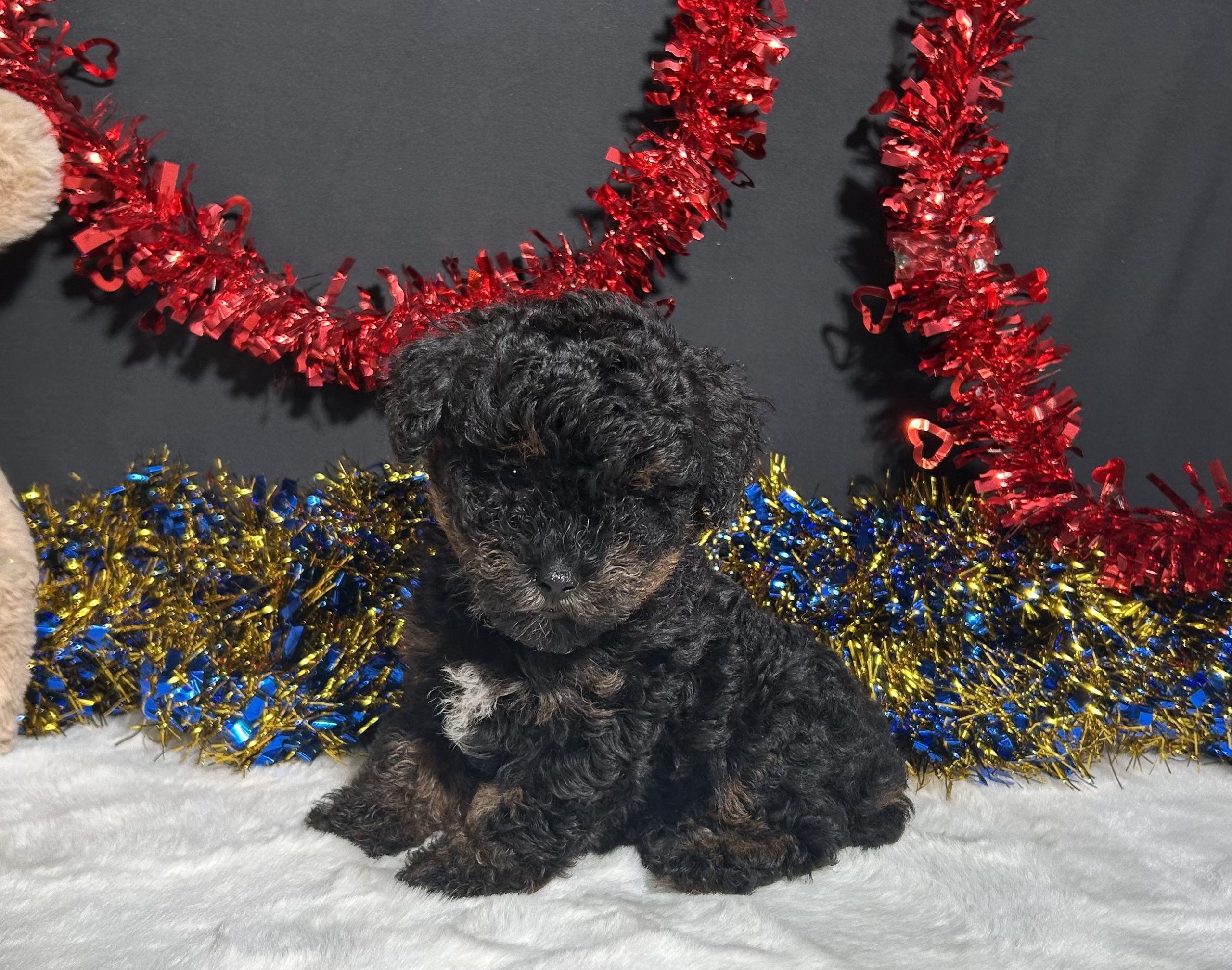Luna The Mini Poodle 5 Luna The Mini Poodle - Image 5