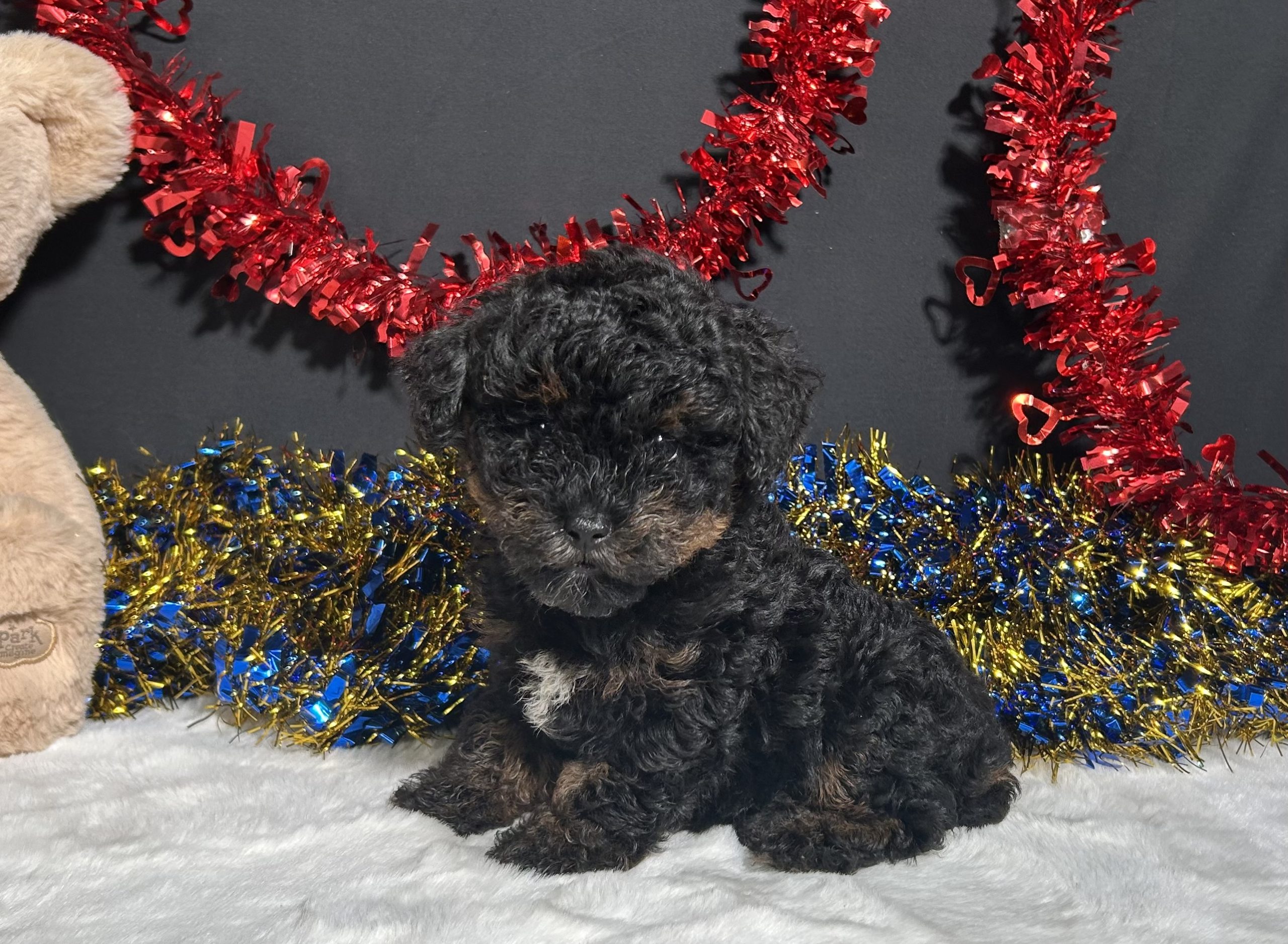 Luna The Mini Poodle 1 Luna The Mini Poodle
