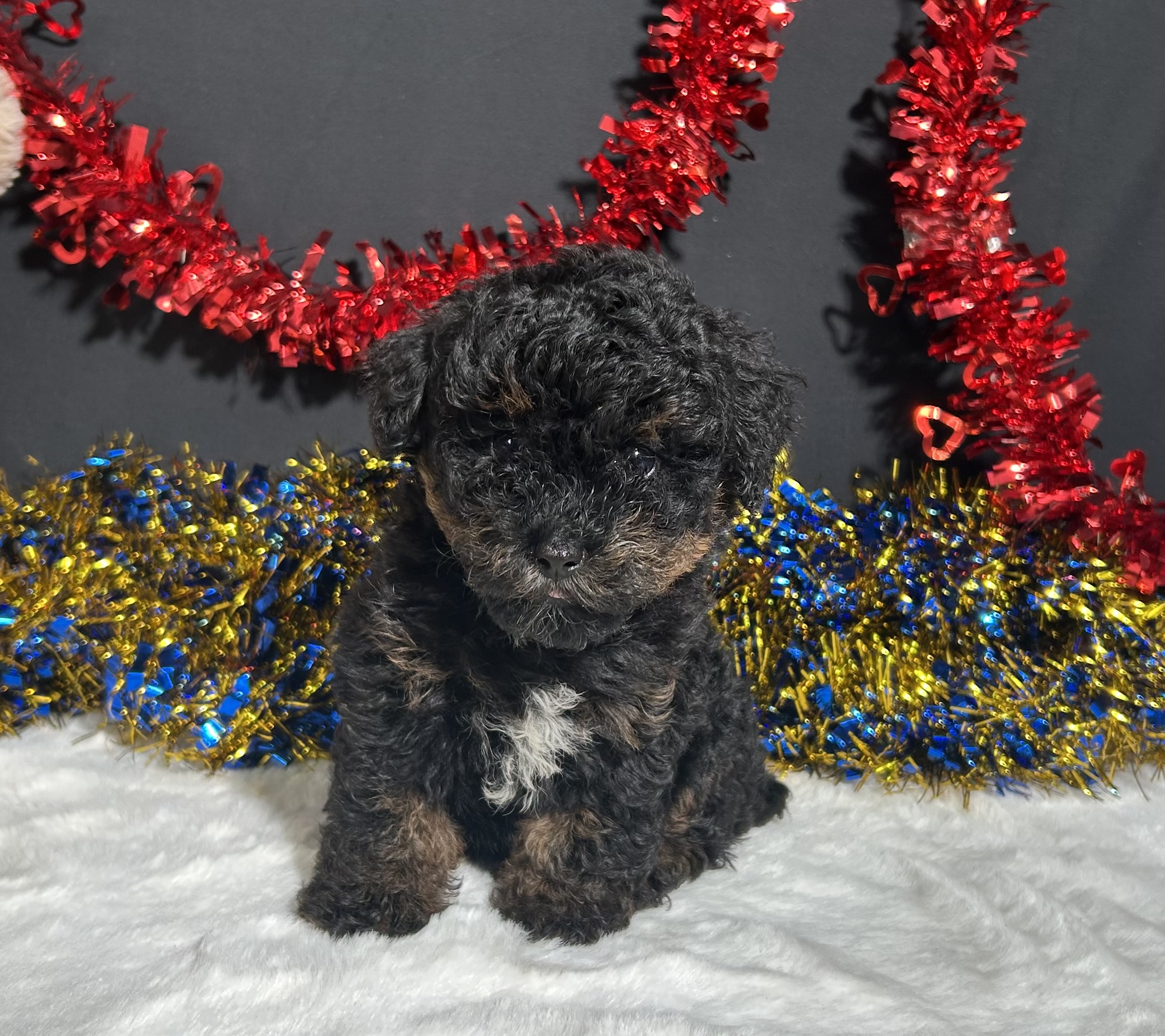 Luna The Mini Poodle 3 Luna The Mini Poodle - Image 3