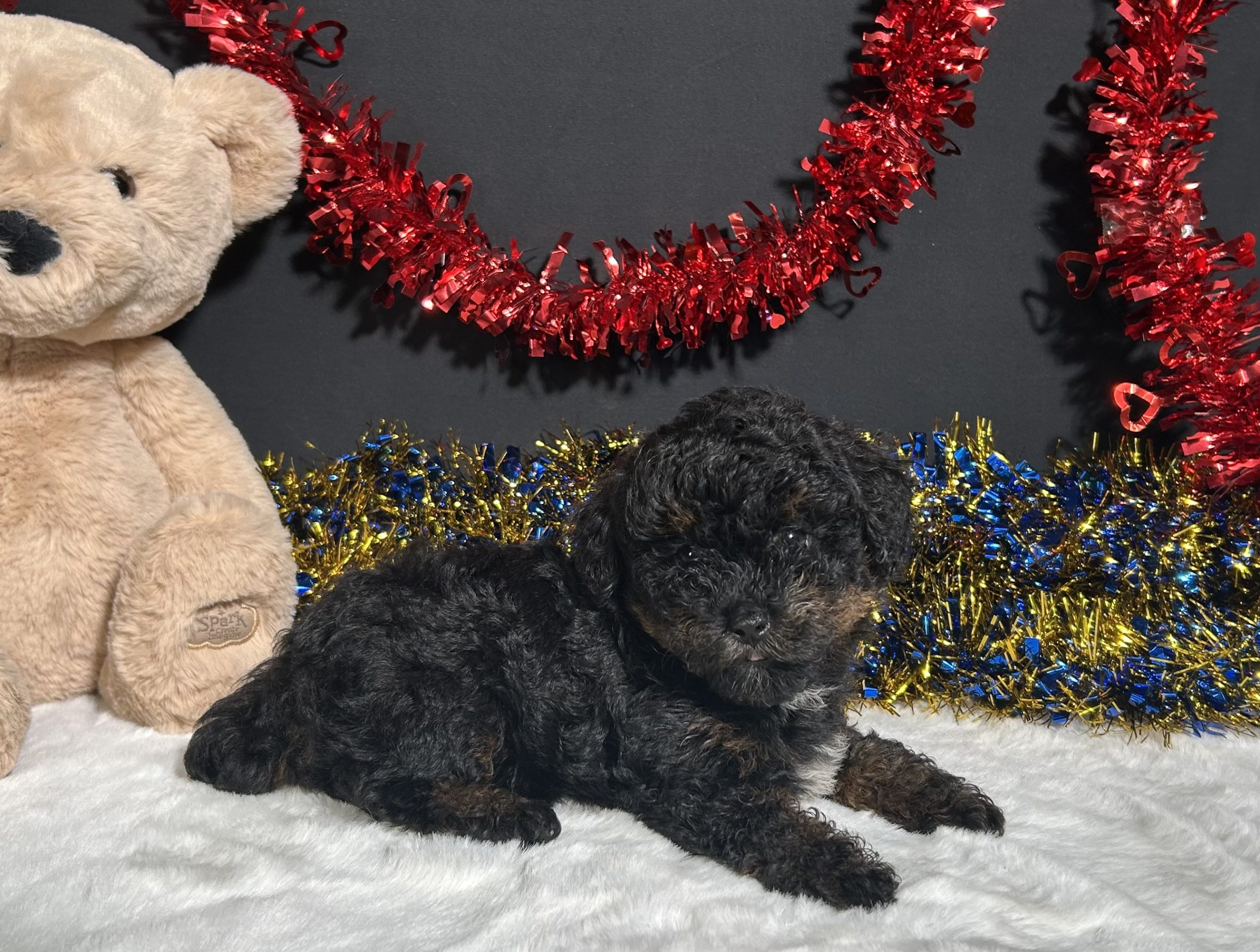 Luna The Mini Poodle 4 Luna The Mini Poodle - Image 4