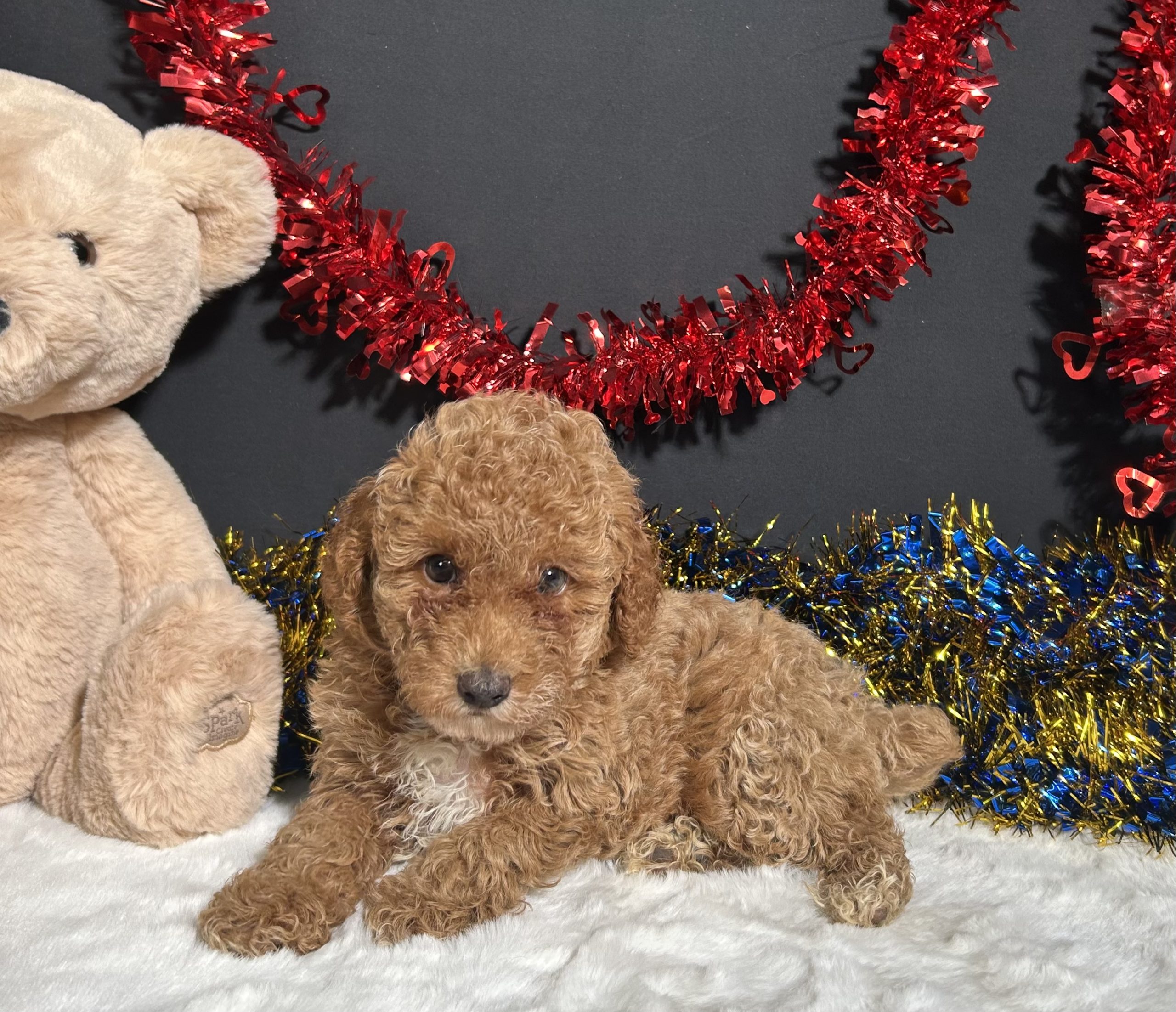 Kathy The Mini Poodle 5 Kathy The Mini Poodle - Image 5