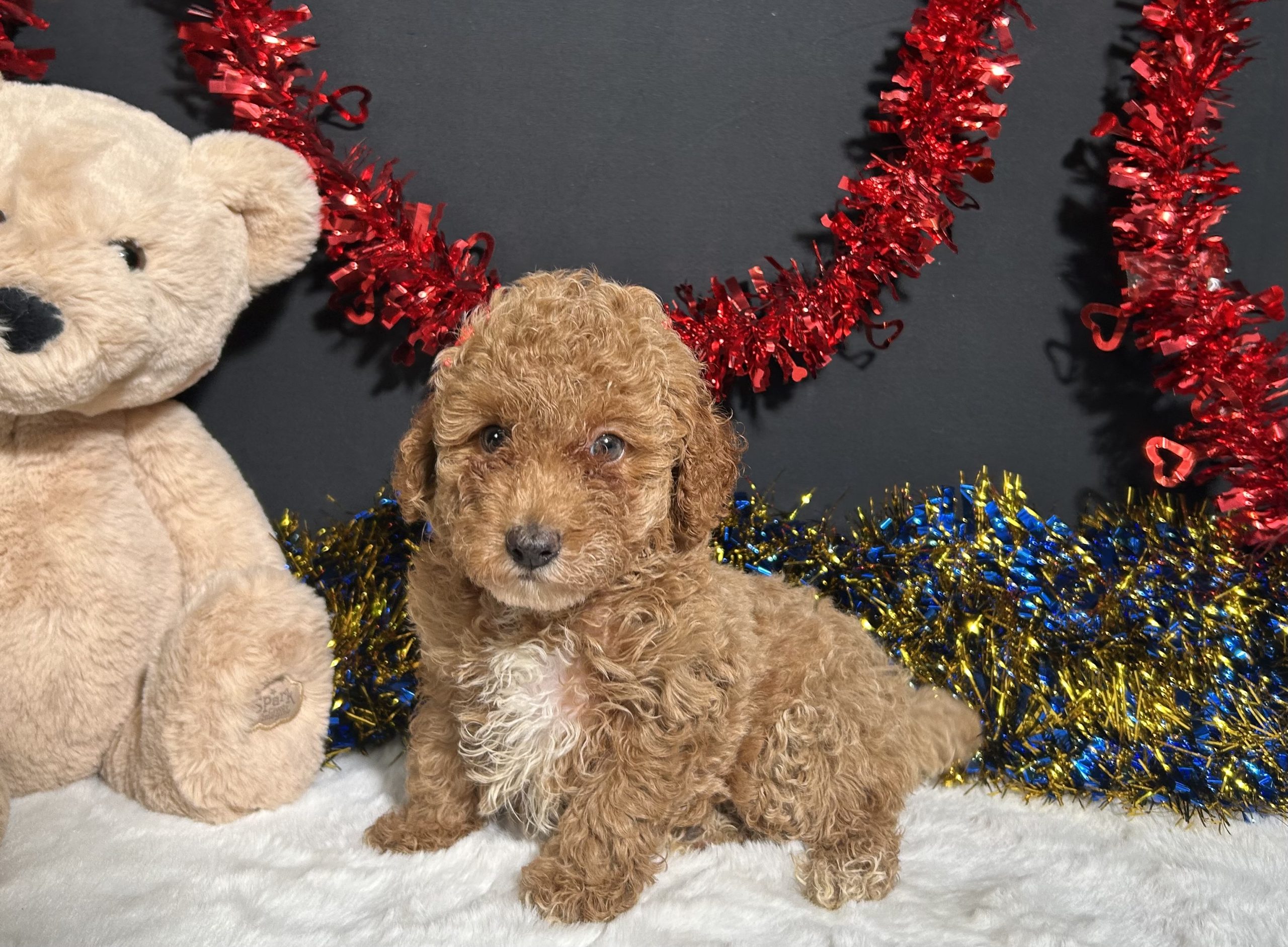 Kathy The Mini Poodle 6 Kathy The Mini Poodle - Image 6