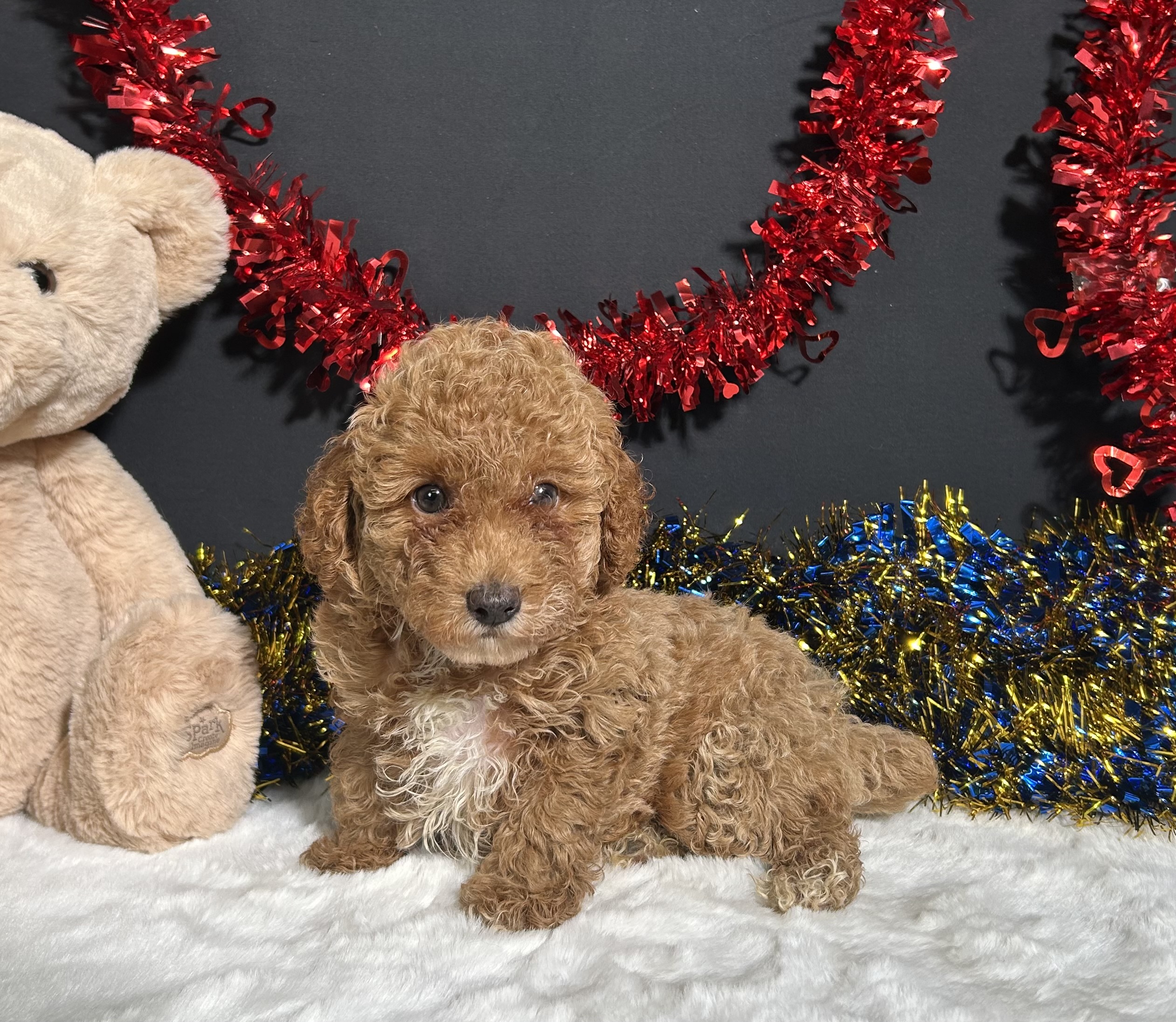 Kathy The Mini Poodle 4 Kathy The Mini Poodle - Image 4