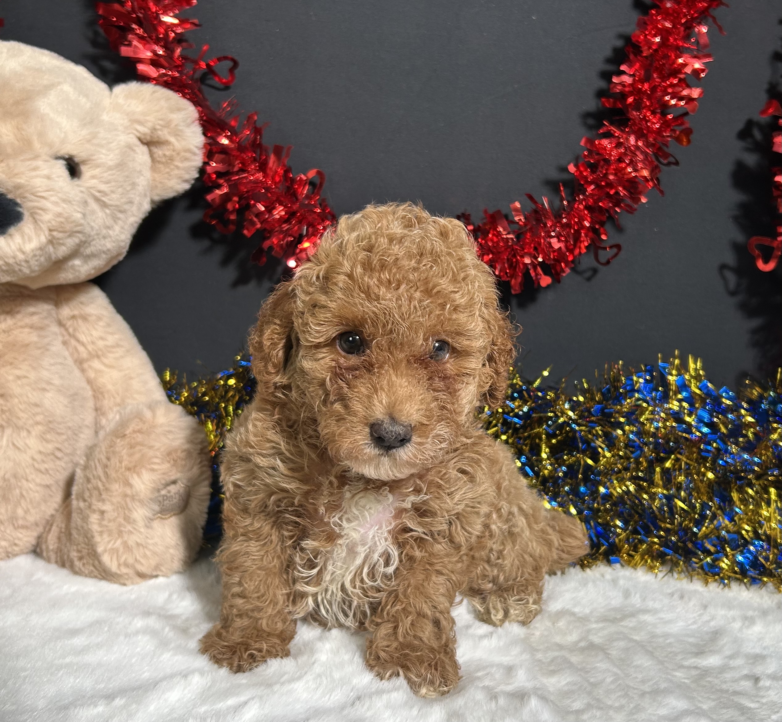Kathy The Mini Poodle 3 Kathy The Mini Poodle - Image 3
