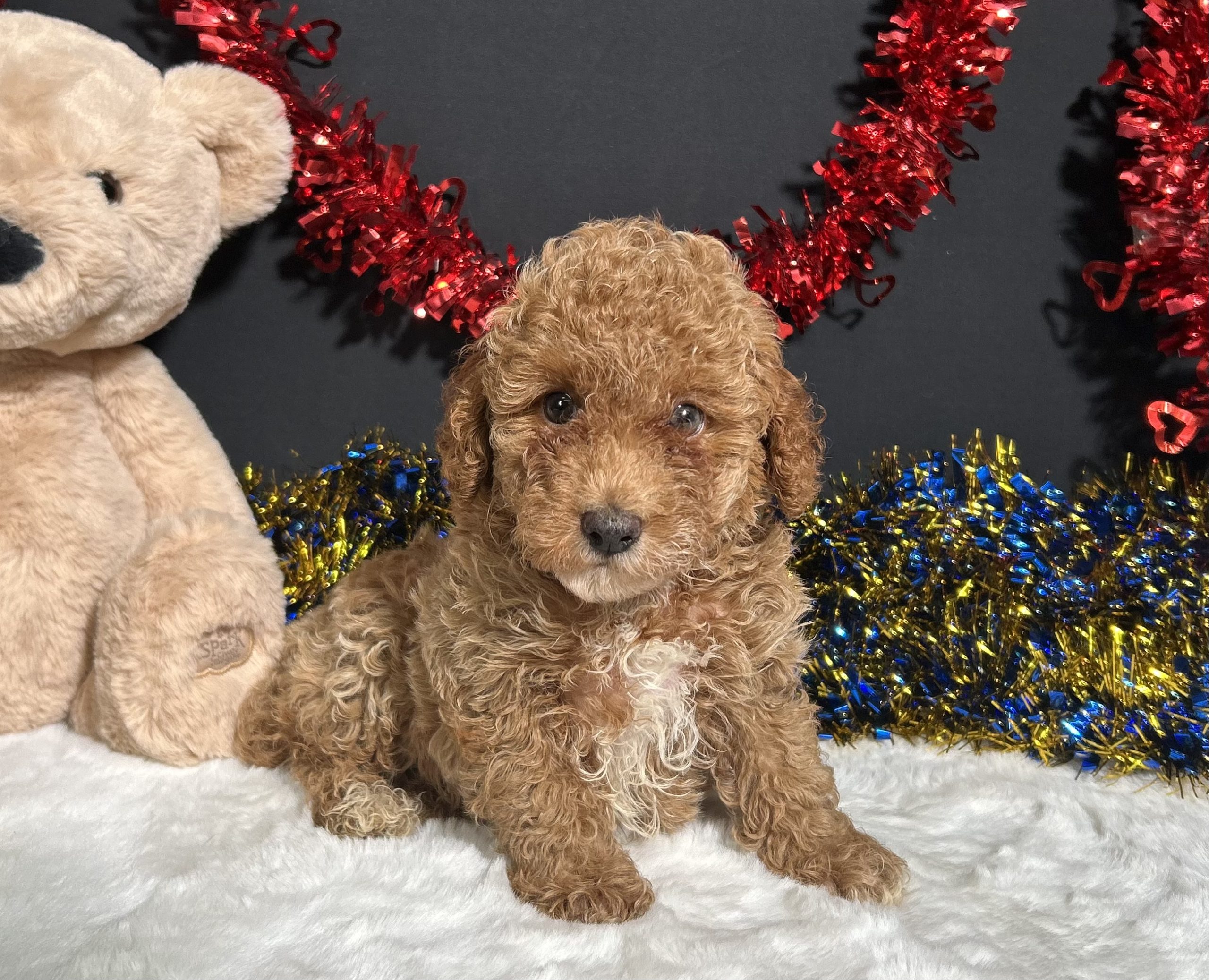 Kathy The Mini Poodle 1 Kathy The Mini Poodle