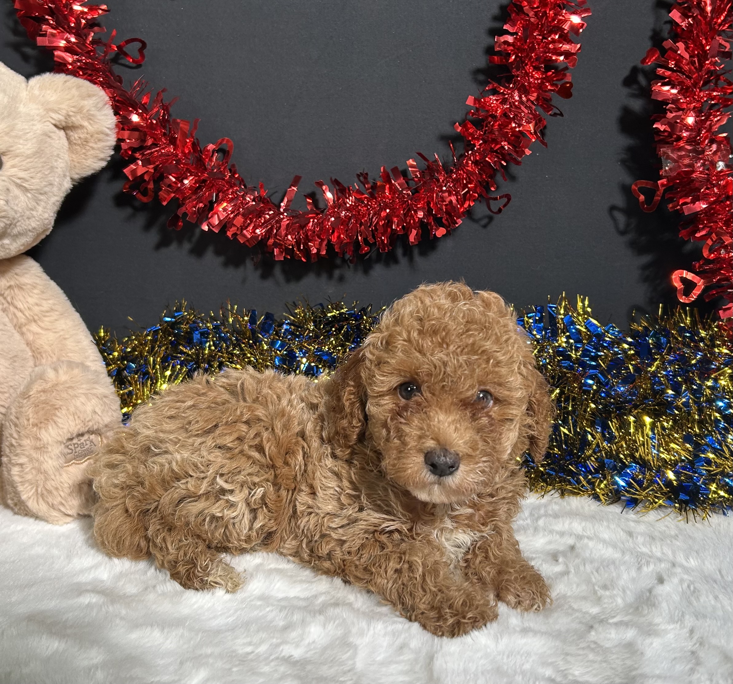 Kathy The Mini Poodle 2 Kathy The Mini Poodle - Image 2