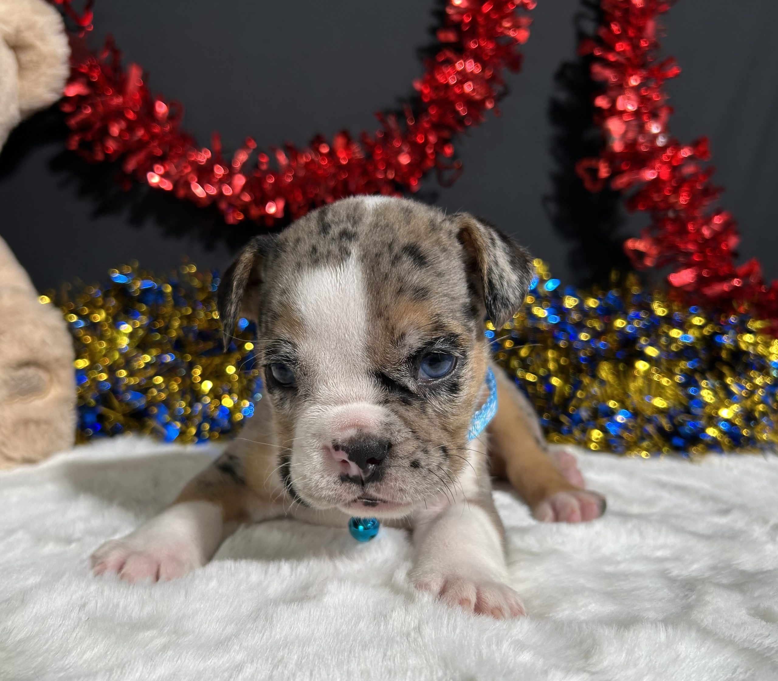 Louie The Beabull 6 Louie The Beabull - Image 6