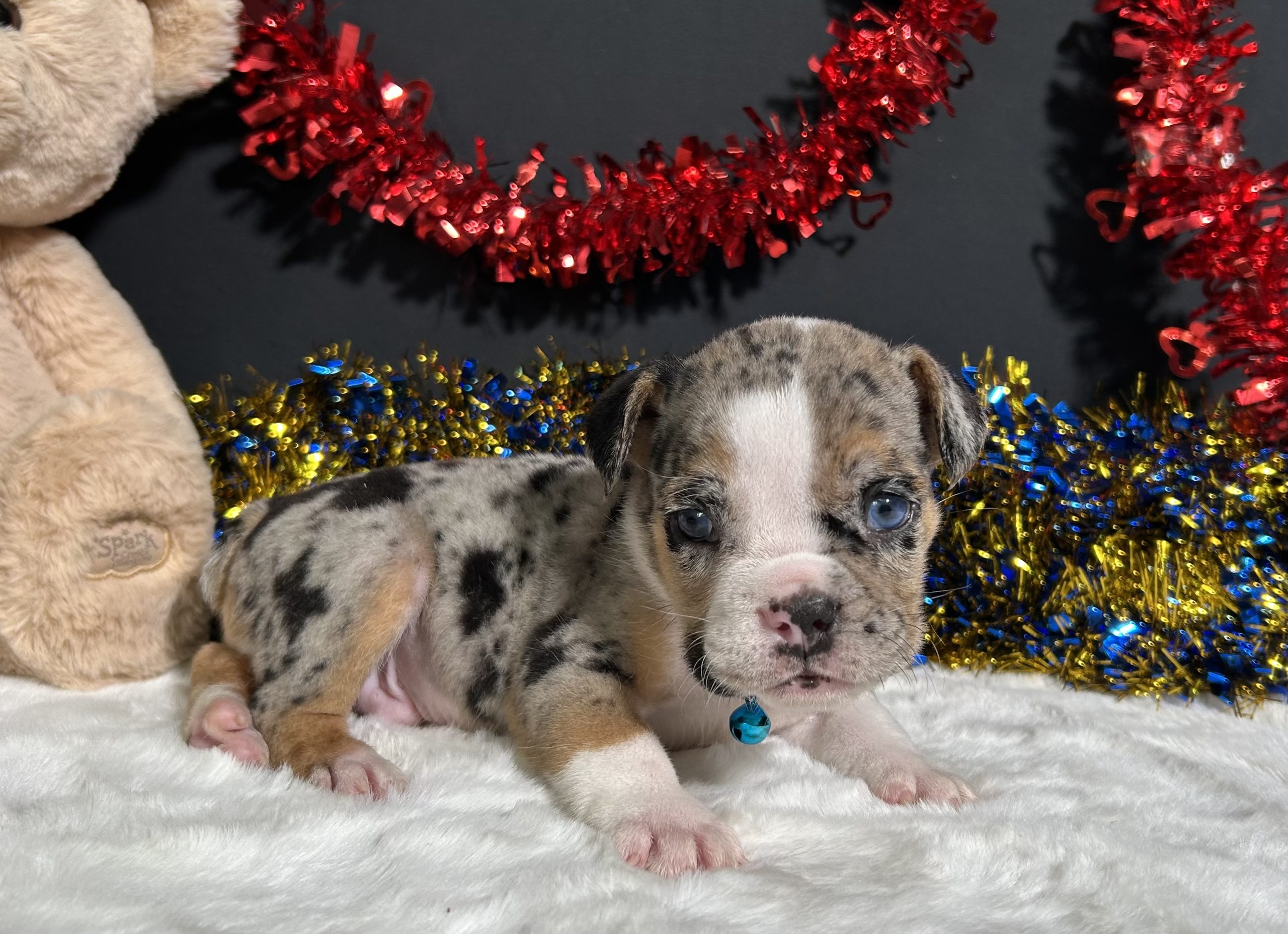 Louie The Beabull 7 Louie The Beabull - Image 7