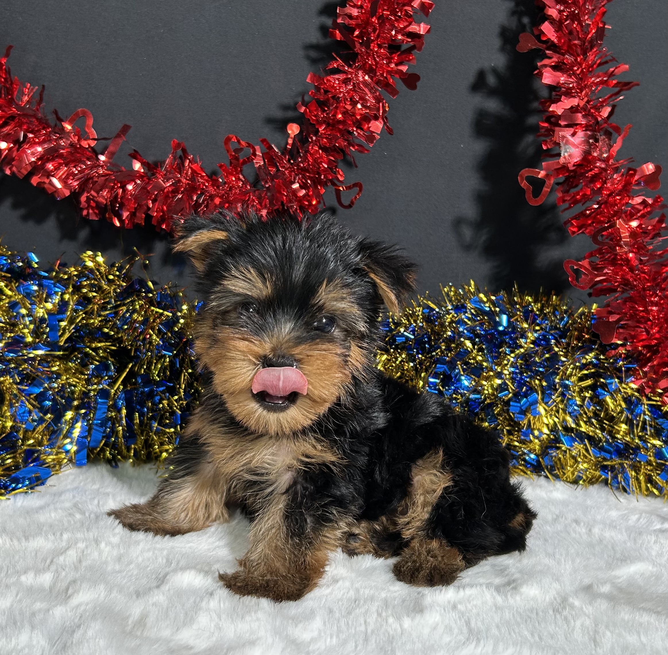 Spike The Yorkie 2 Spike The Yorkie - Image 2