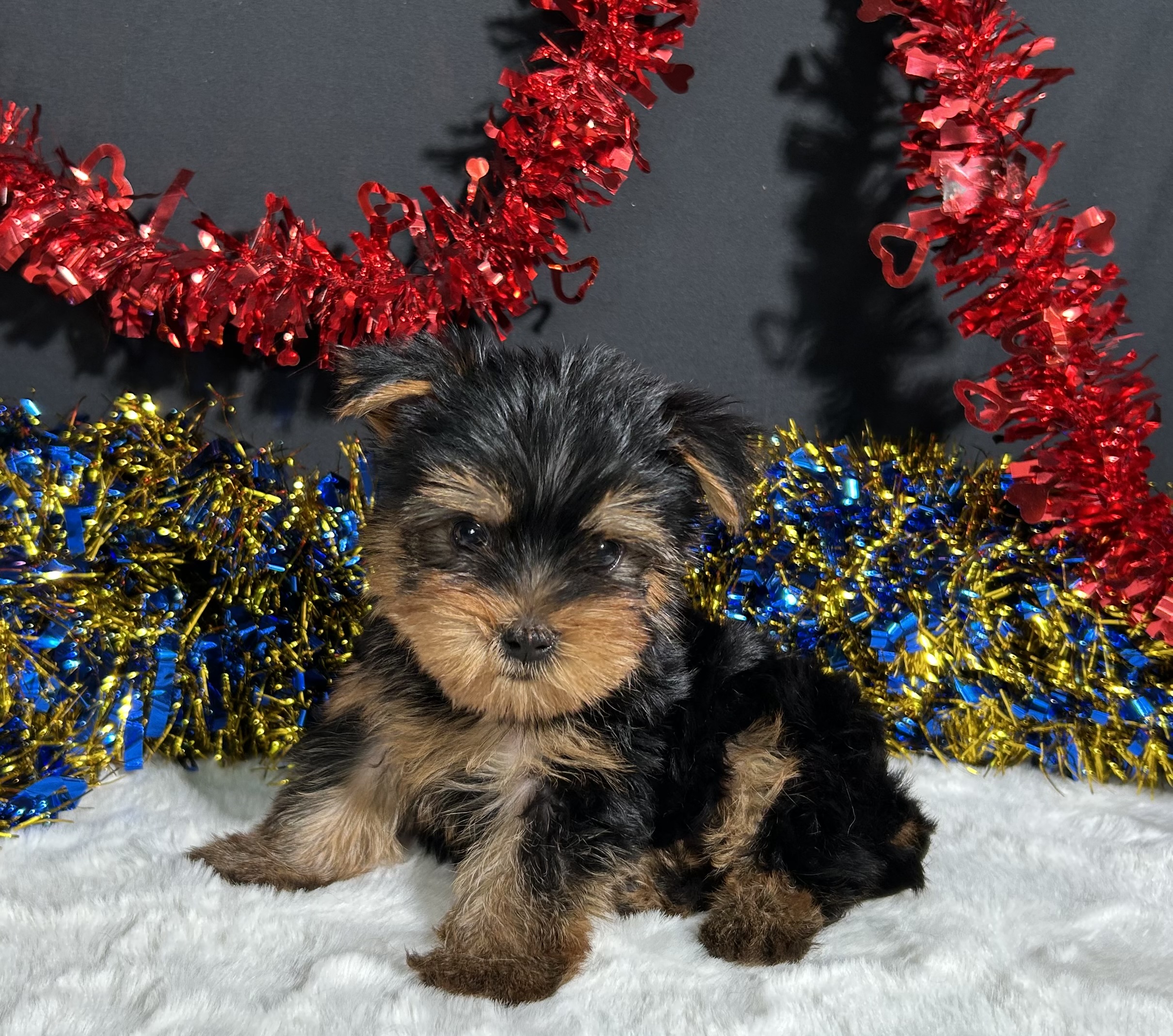 Spike The Yorkie 1 Spike The Yorkie