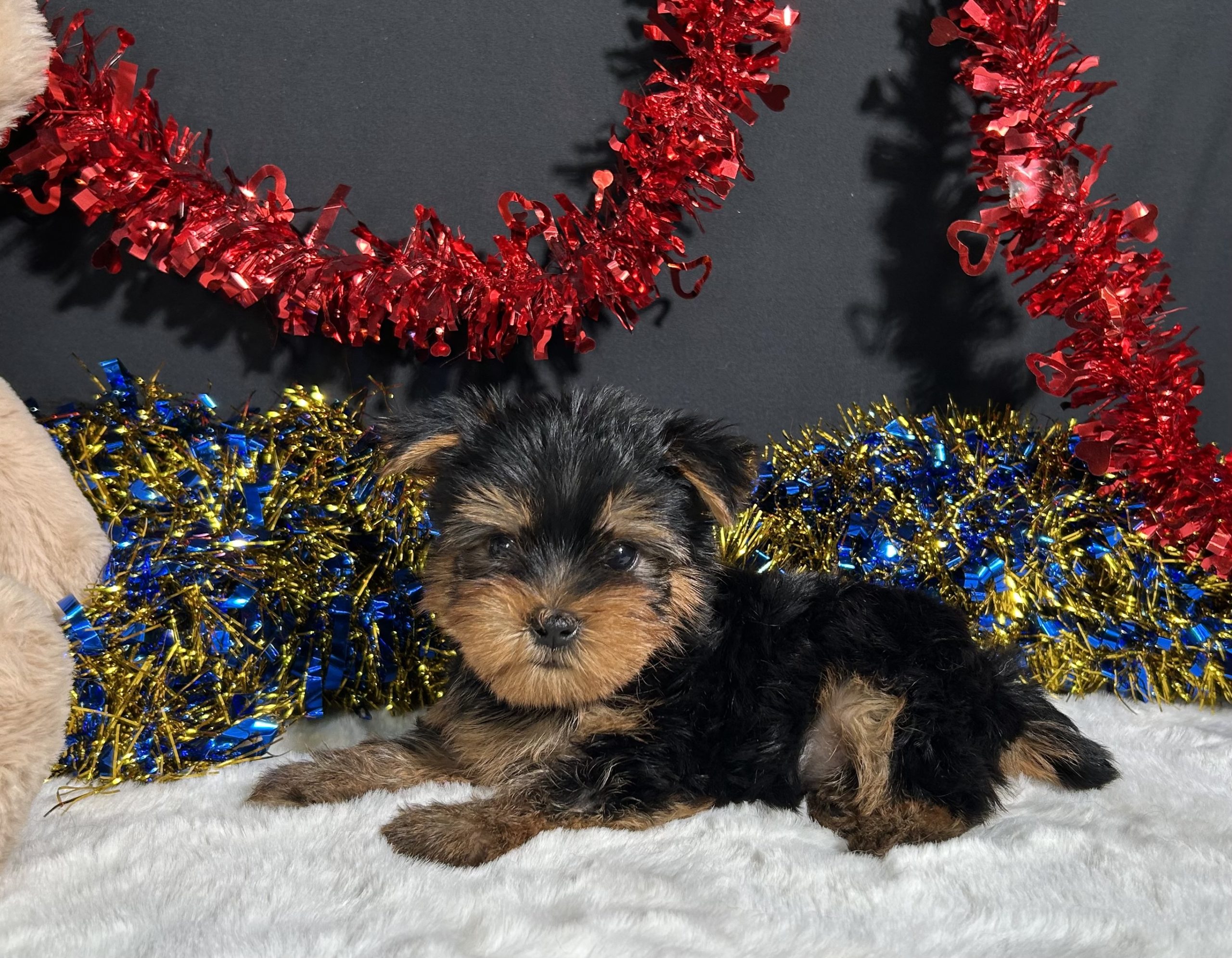 Spike The Yorkie 4 Spike The Yorkie - Image 4
