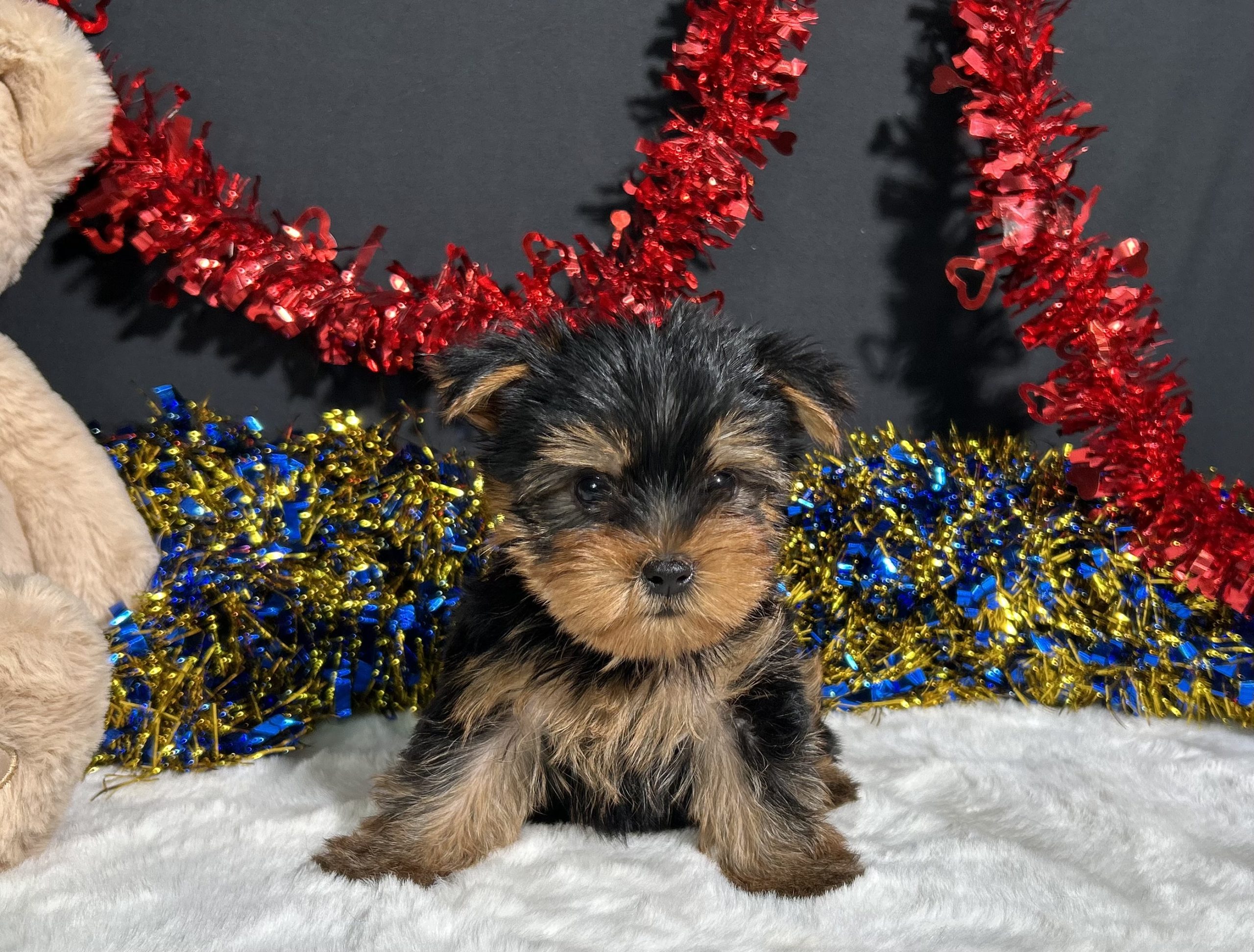 Spike The Yorkie 3 Spike The Yorkie - Image 3