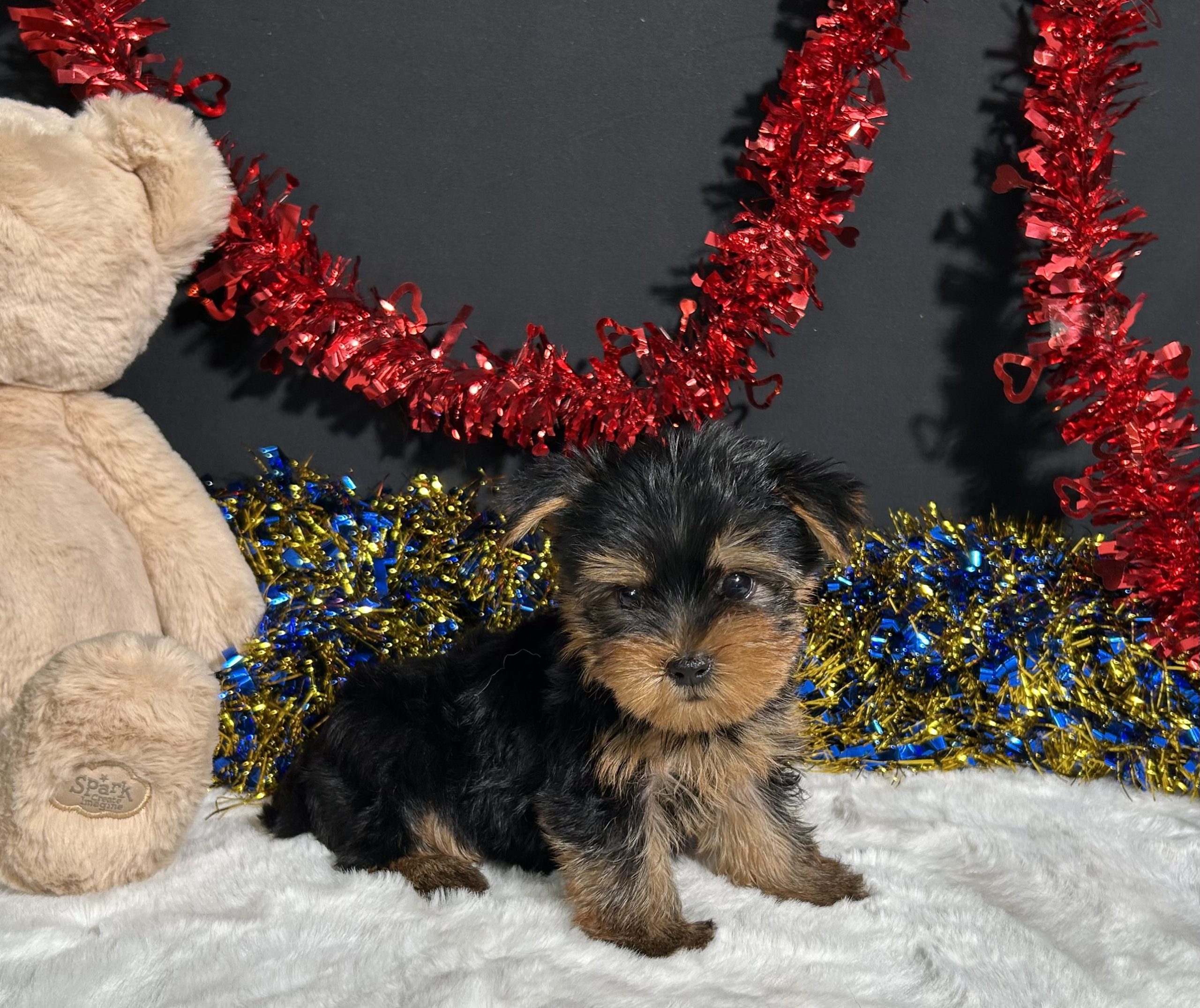 Spike The Yorkie 5 Spike The Yorkie - Image 5