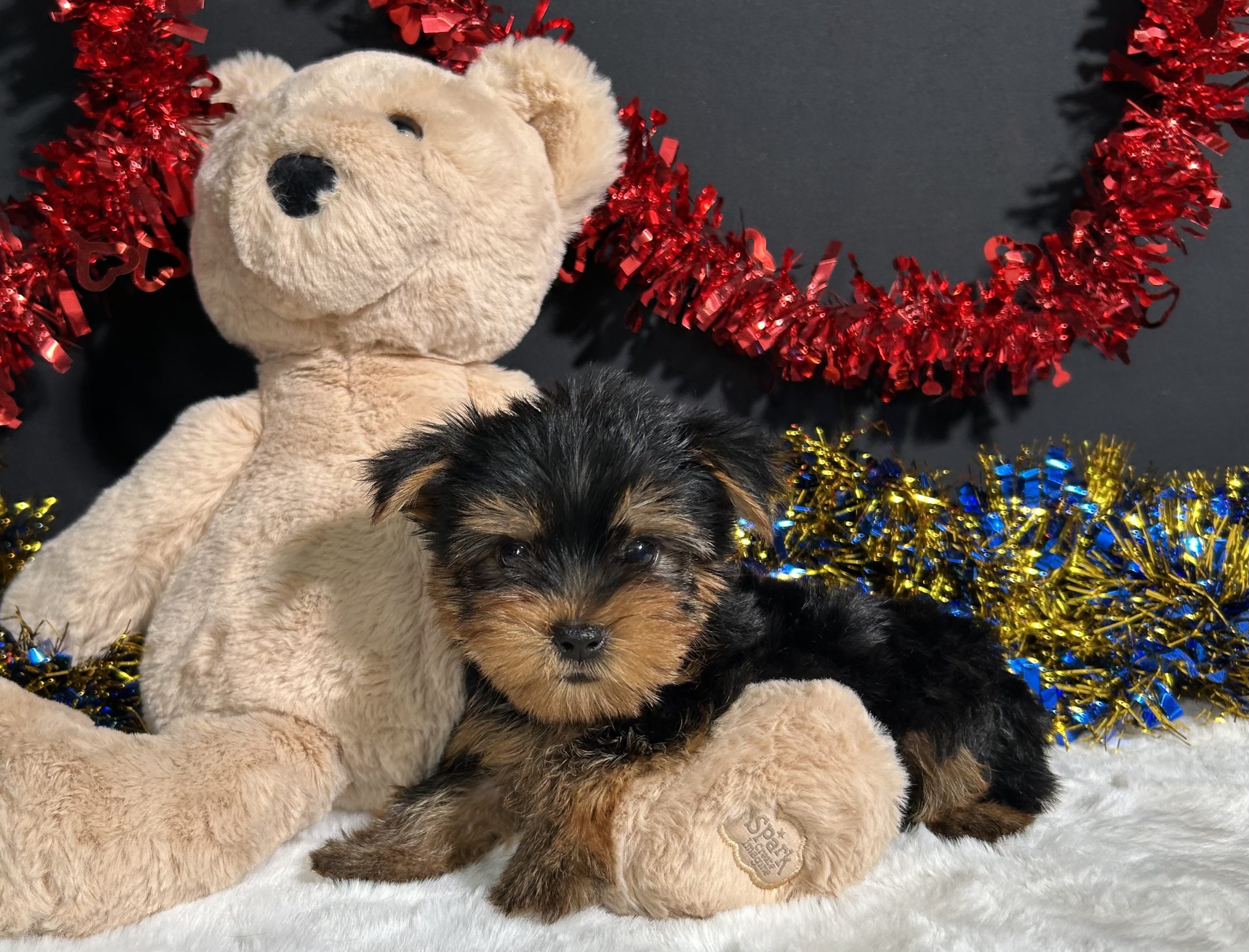 Spike The Yorkie 6 Spike The Yorkie - Image 6
