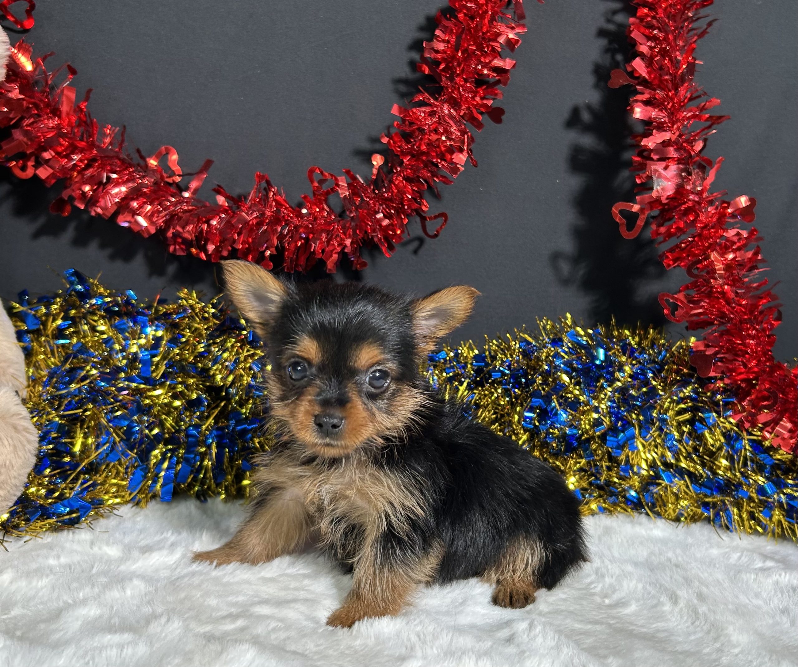 Penny The Yorkie 1 Penny The Yorkie