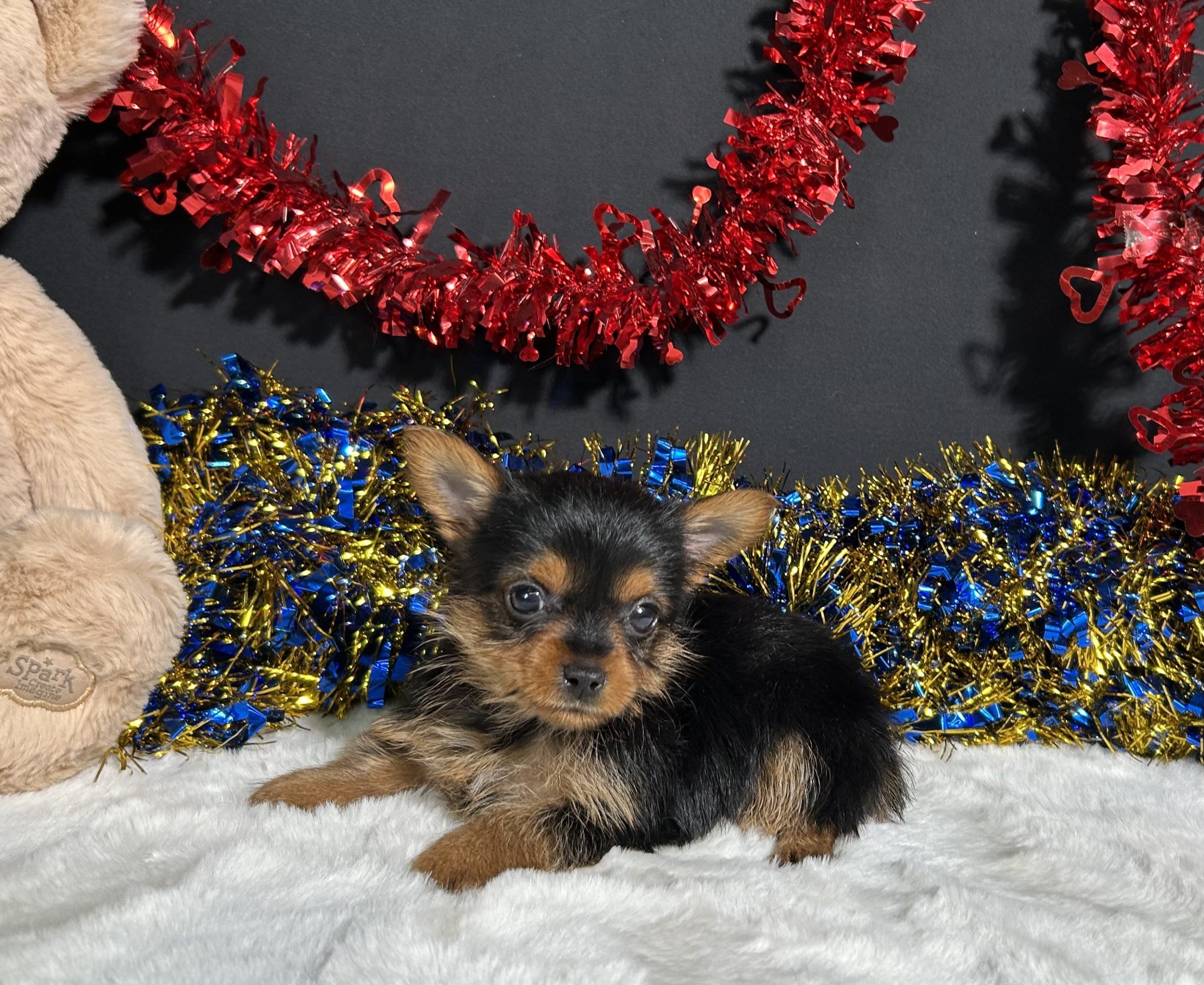 Penny The Yorkie 2 Penny The Yorkie - Image 2