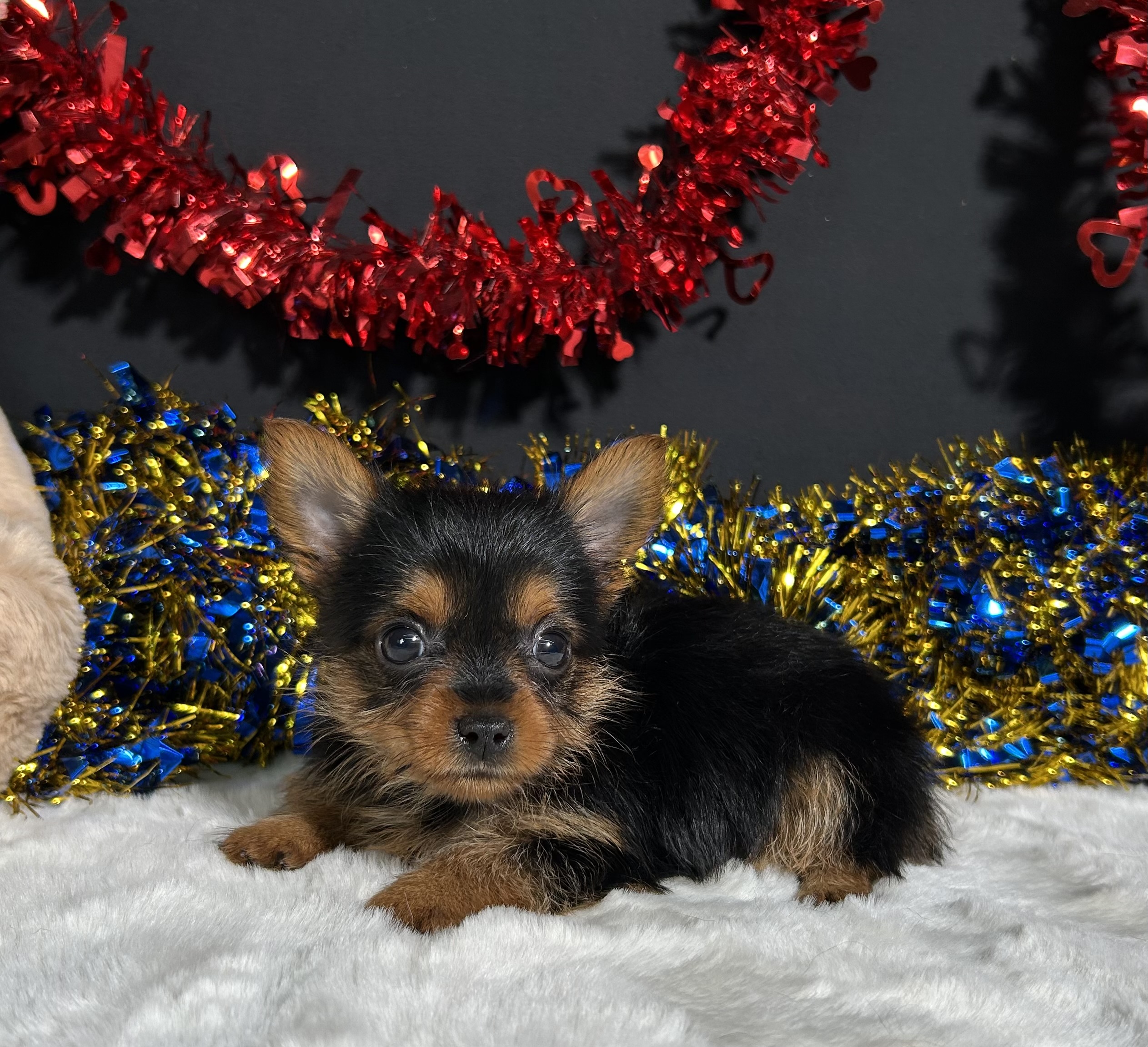 Penny The Yorkie 3 Penny The Yorkie - Image 3
