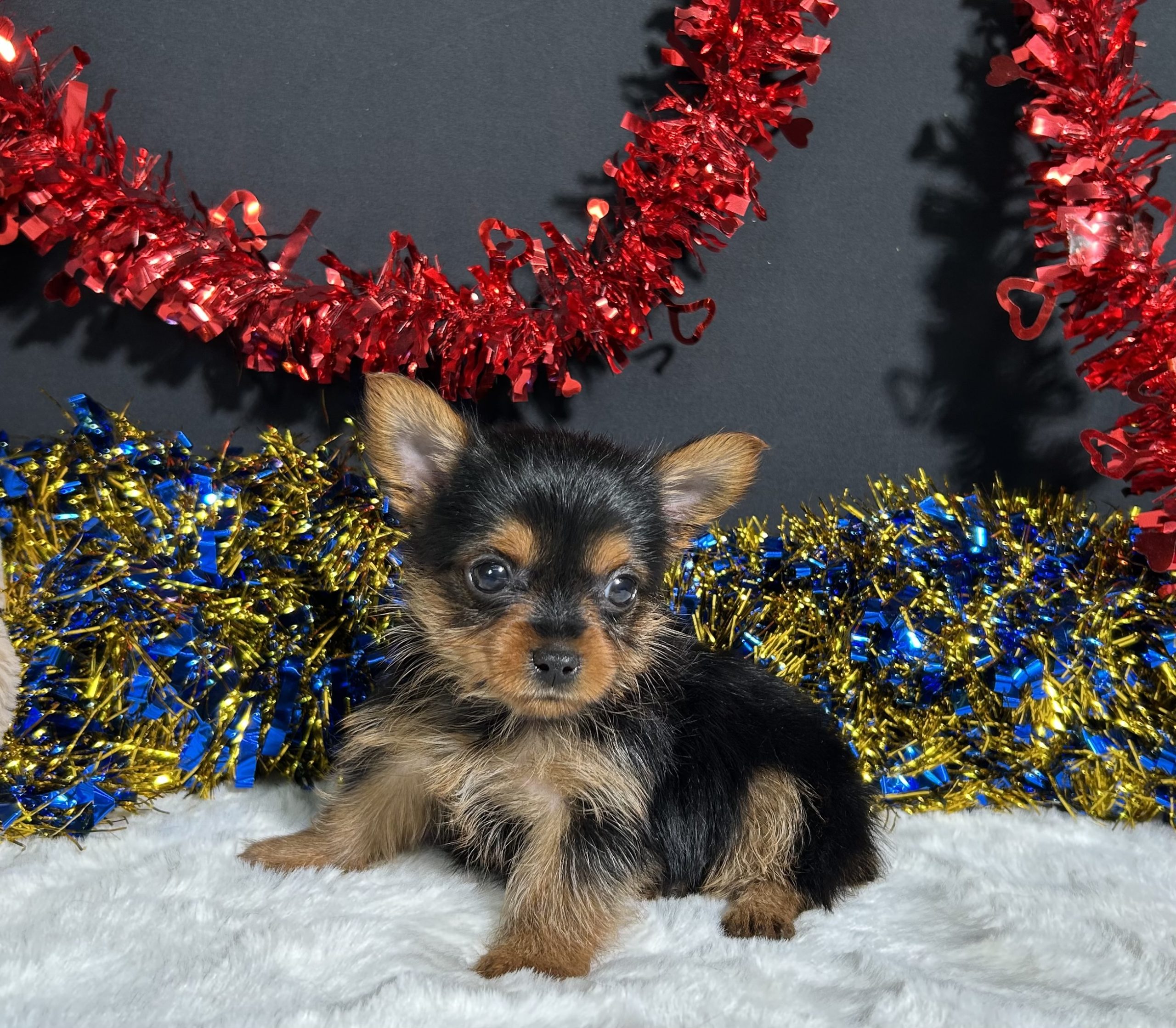 Penny The Yorkie 6 Penny The Yorkie - Image 6