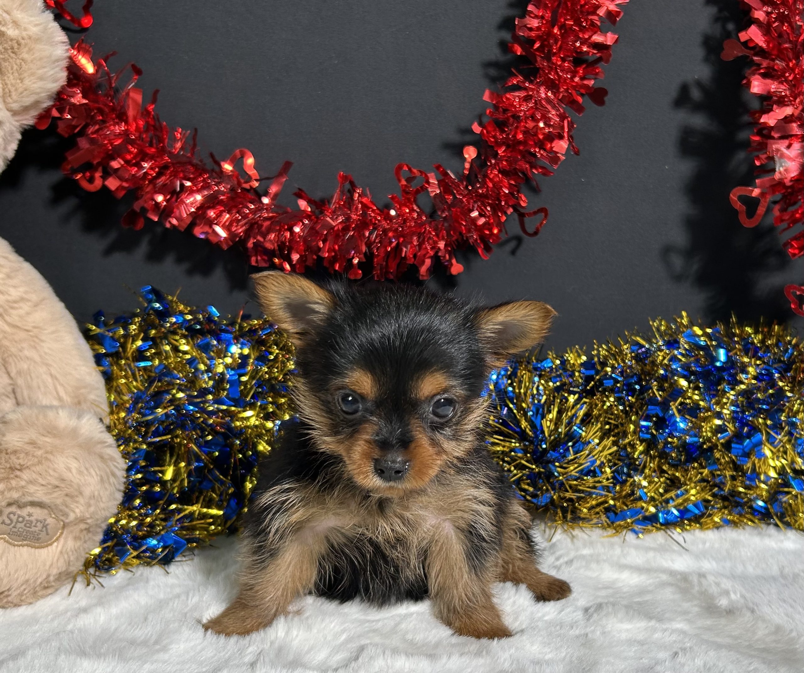 Penny The Yorkie 5 Penny The Yorkie - Image 5