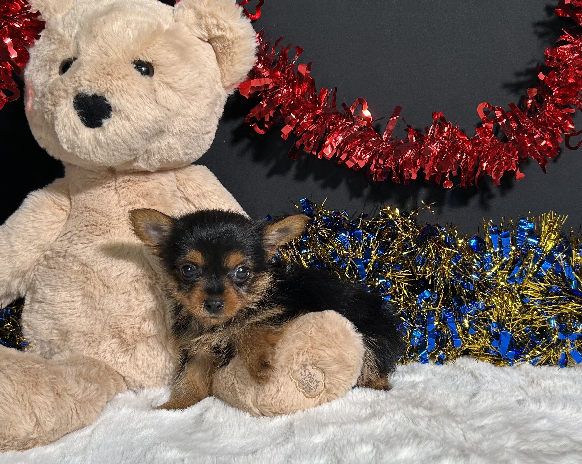 Penny The Yorkie 4 Penny The Yorkie - Image 4