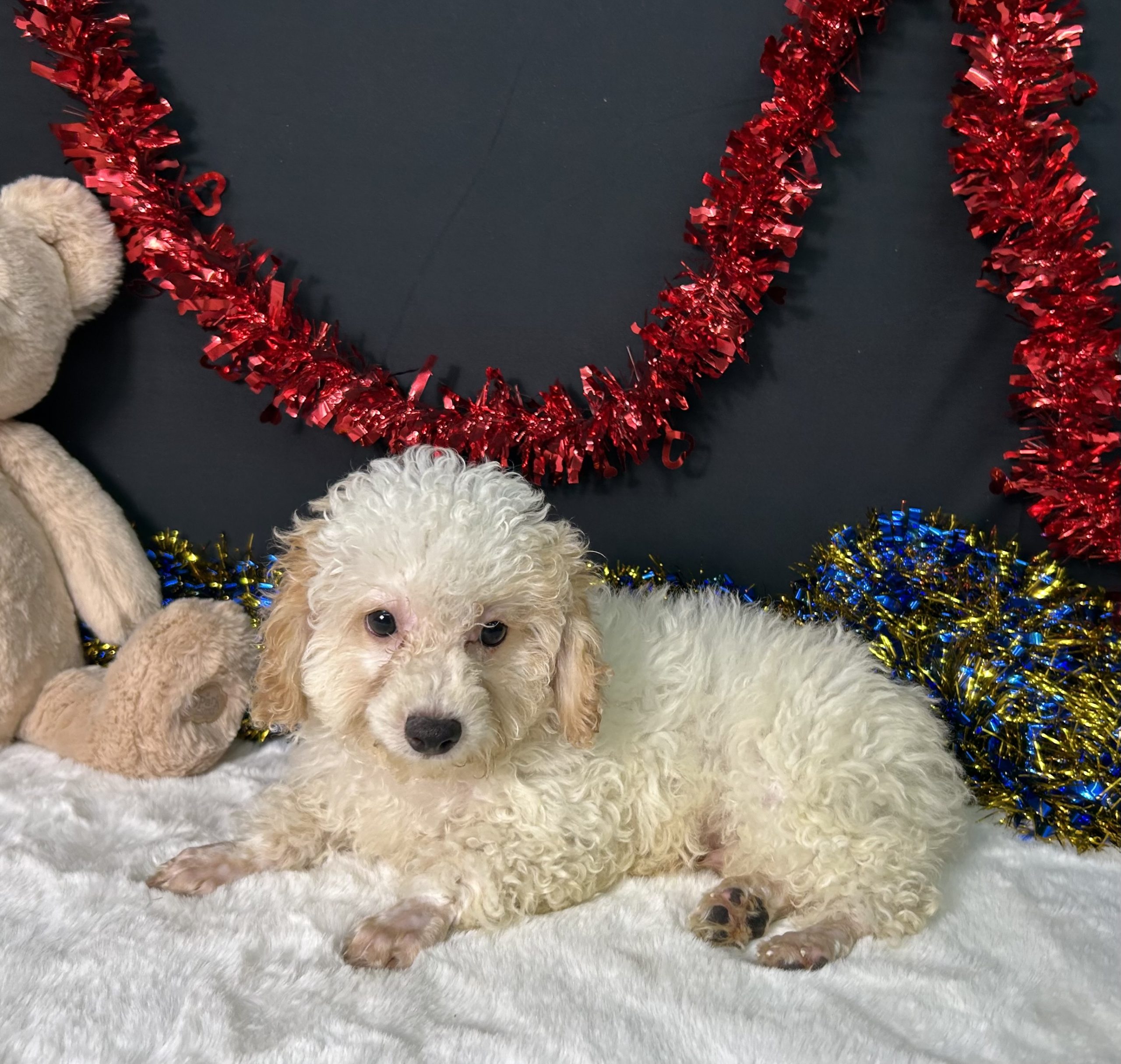 Biscuit The Toy Poodle 6 Biscuit The Toy Poodle - Image 6
