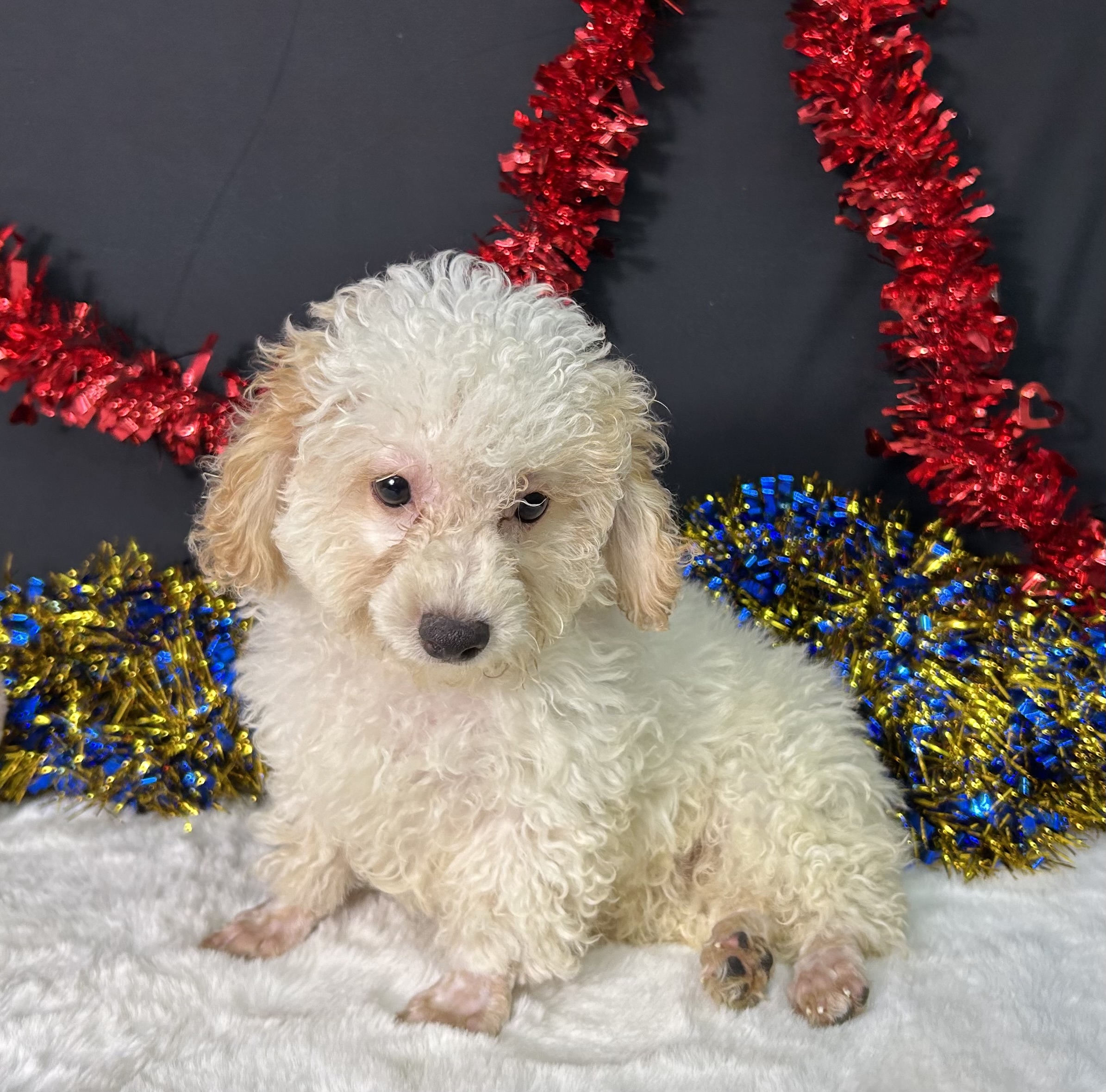 Biscuit The Toy Poodle 7 Biscuit The Toy Poodle - Image 7