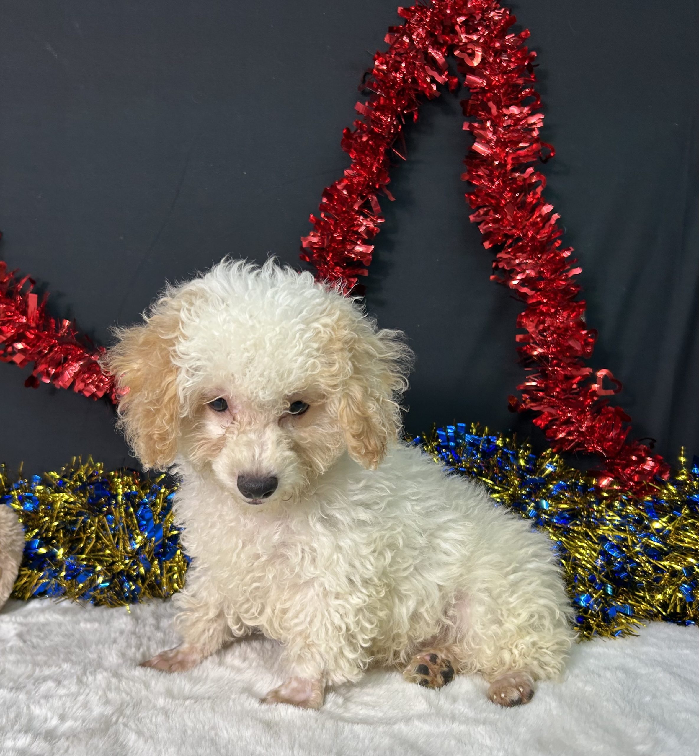 Biscuit The Toy Poodle 5 Biscuit The Toy Poodle - Image 5