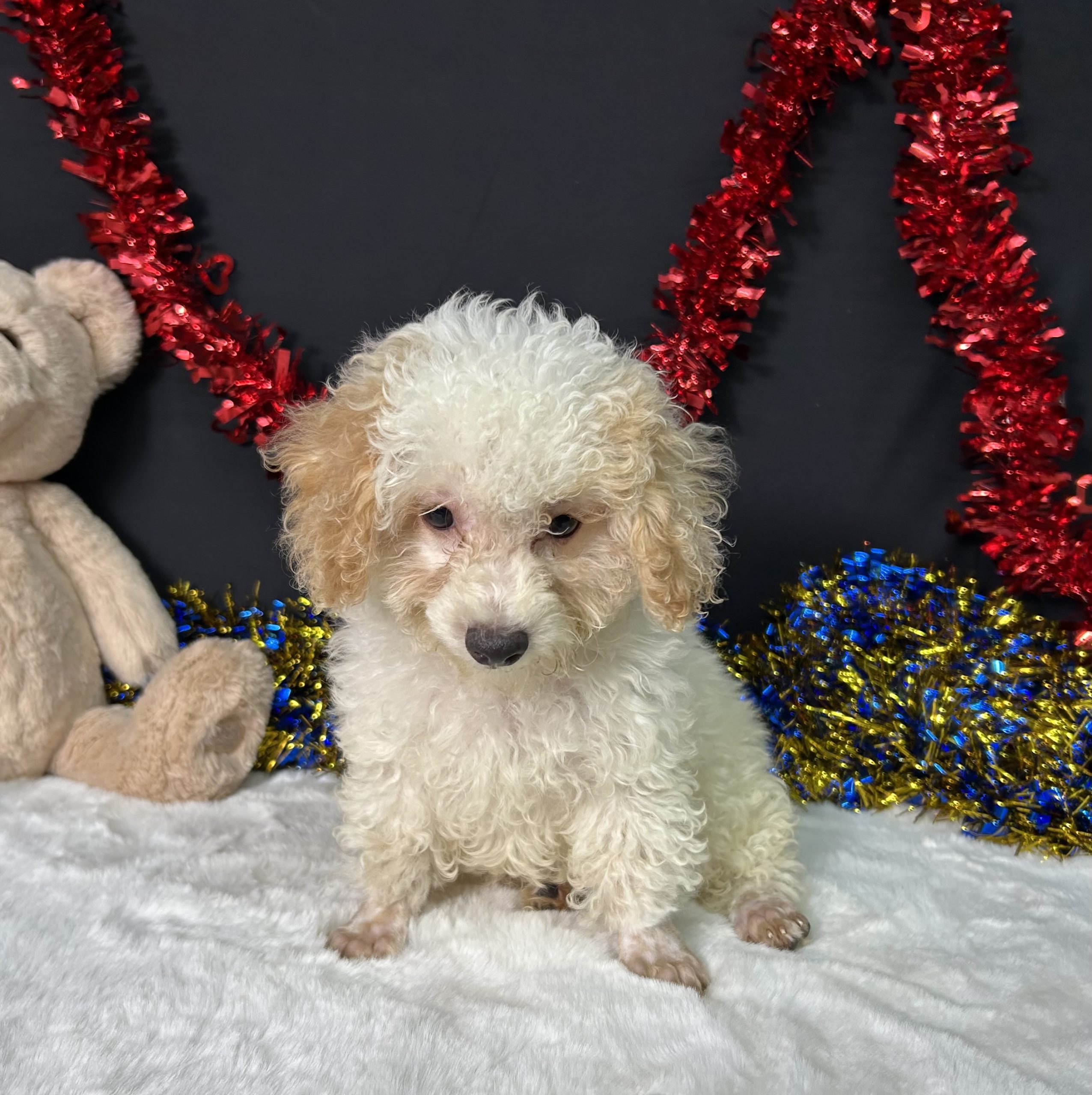 Biscuit The Toy Poodle 4 Biscuit The Toy Poodle - Image 4