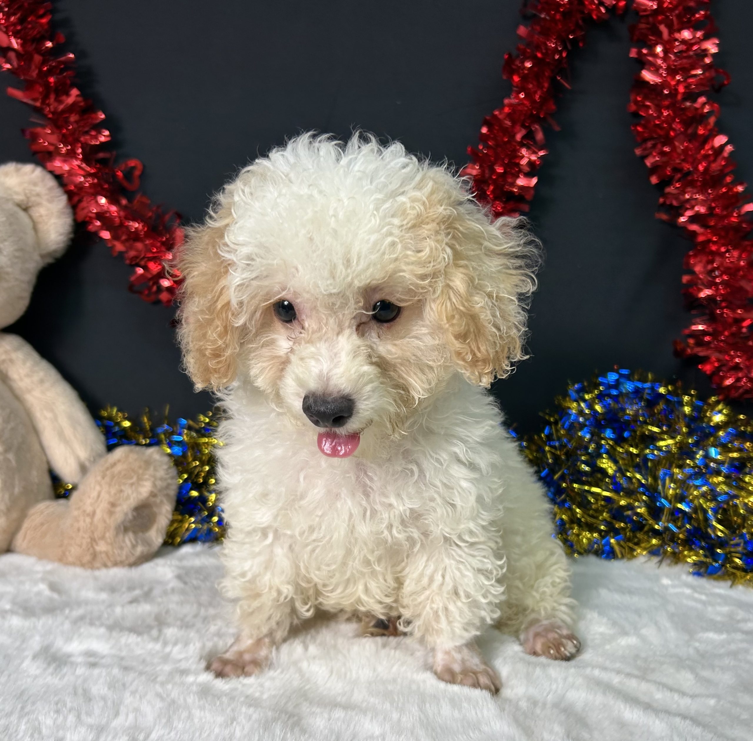 Biscuit The Toy Poodle 3 Biscuit The Toy Poodle - Image 3