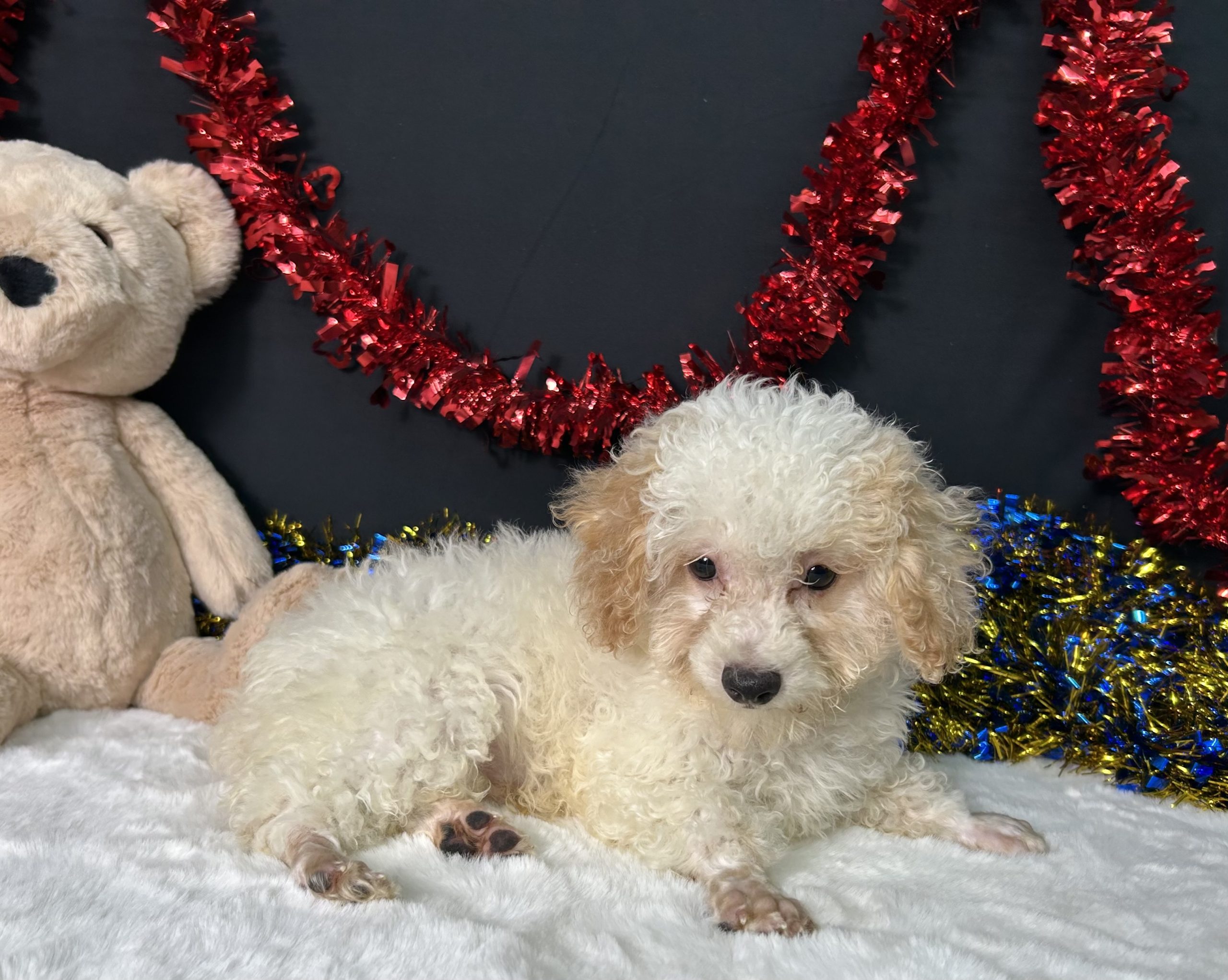 Biscuit The Toy Poodle 2 Biscuit The Toy Poodle - Image 2