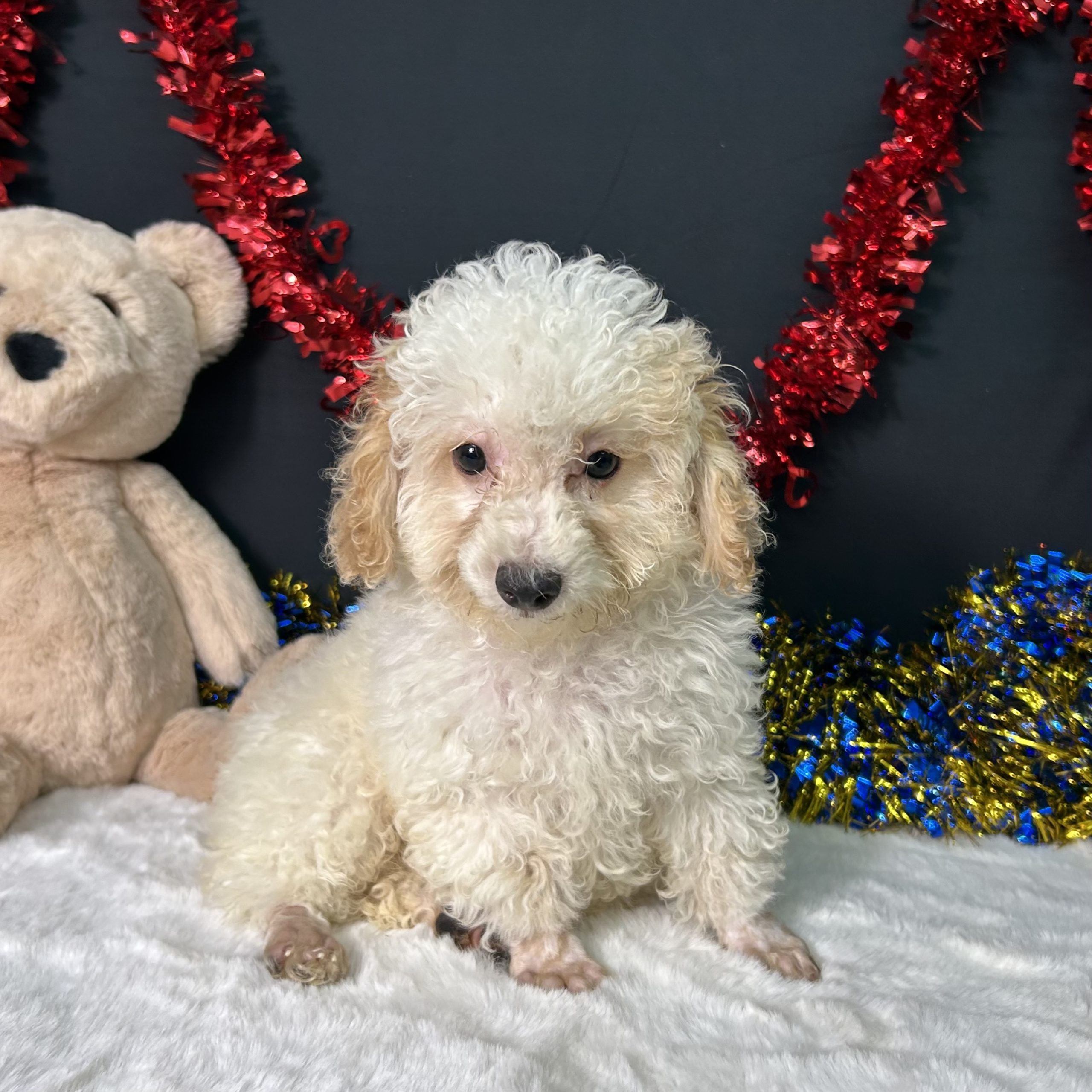 Biscuit The Toy Poodle 1 Biscuit The Toy Poodle