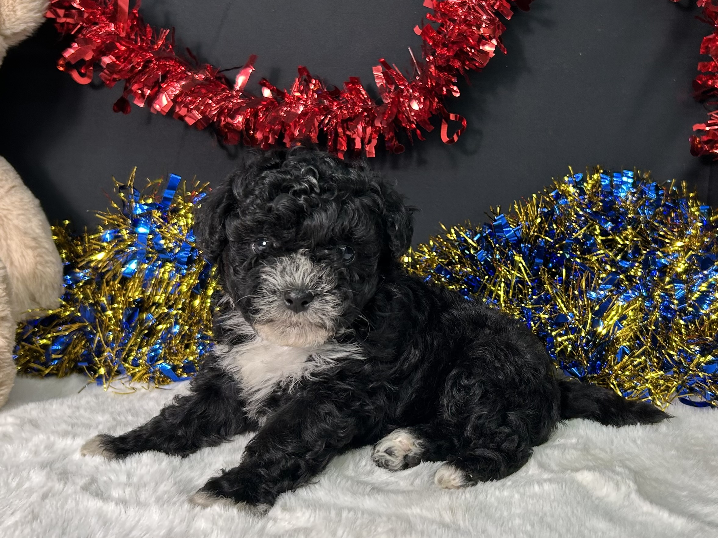 Kara The Maltipoo 5 Kara The Maltipoo - Image 5