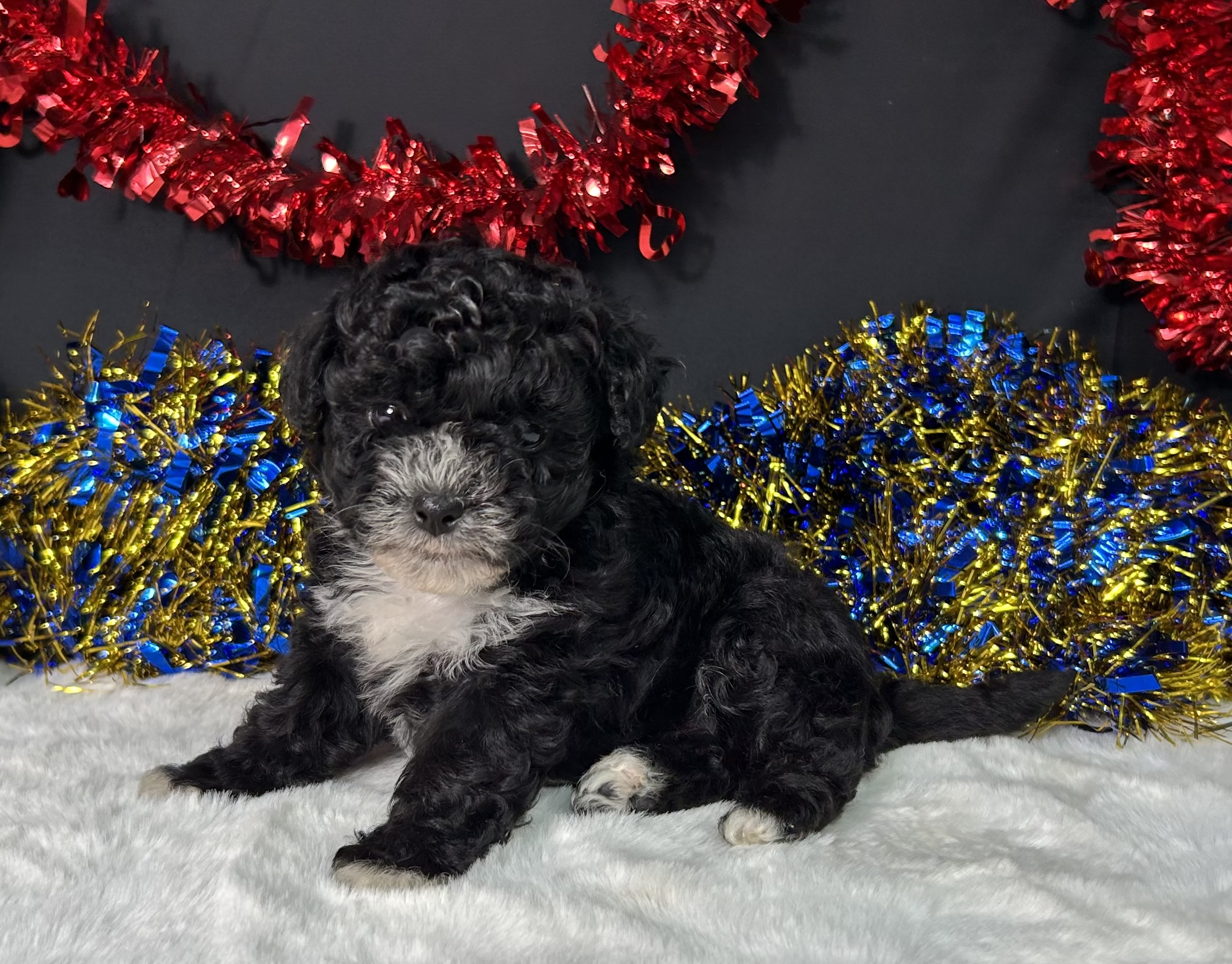 Kara The Maltipoo 3 Kara The Maltipoo - Image 3