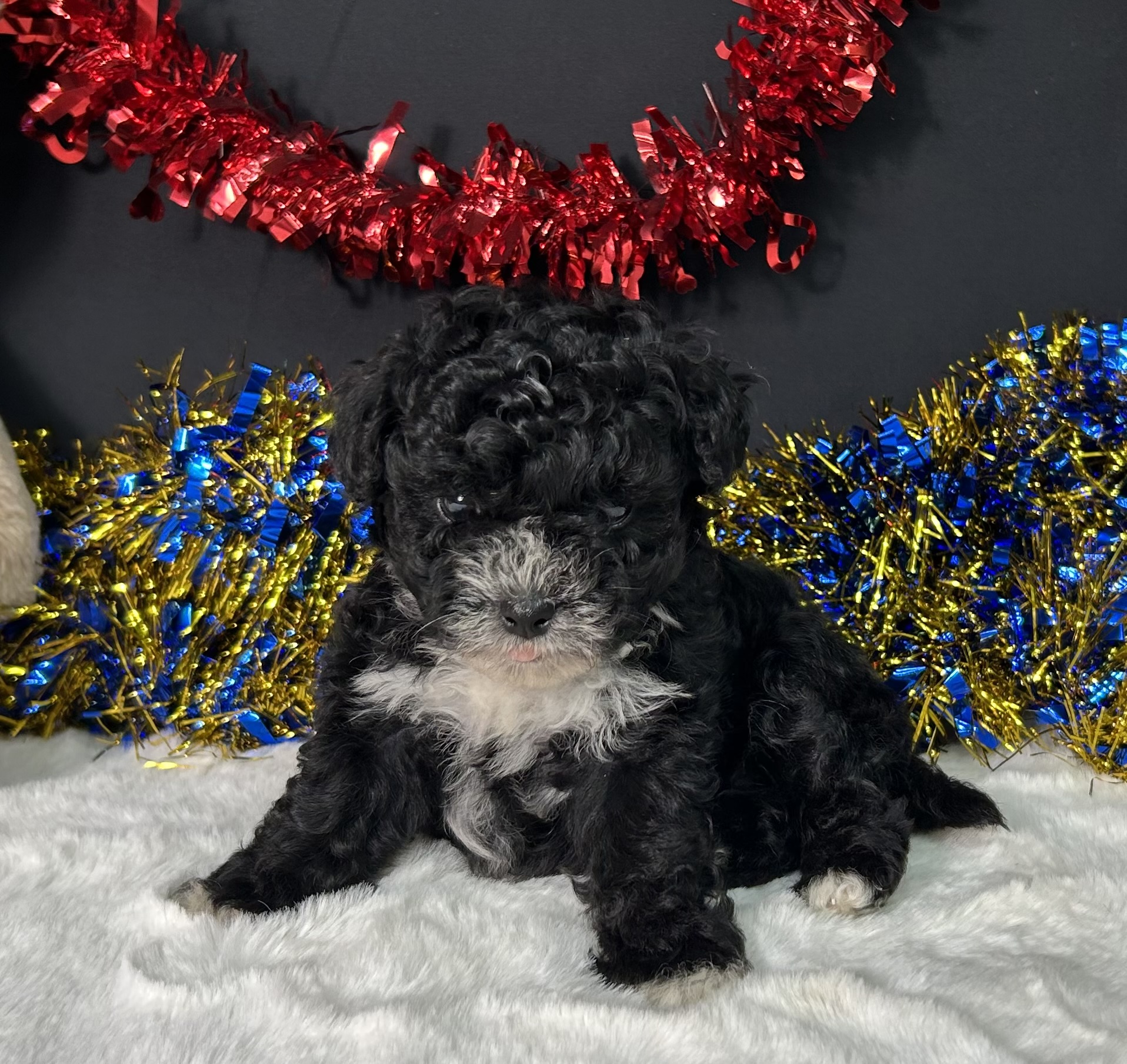 Kara The Maltipoo 4 Kara The Maltipoo - Image 4