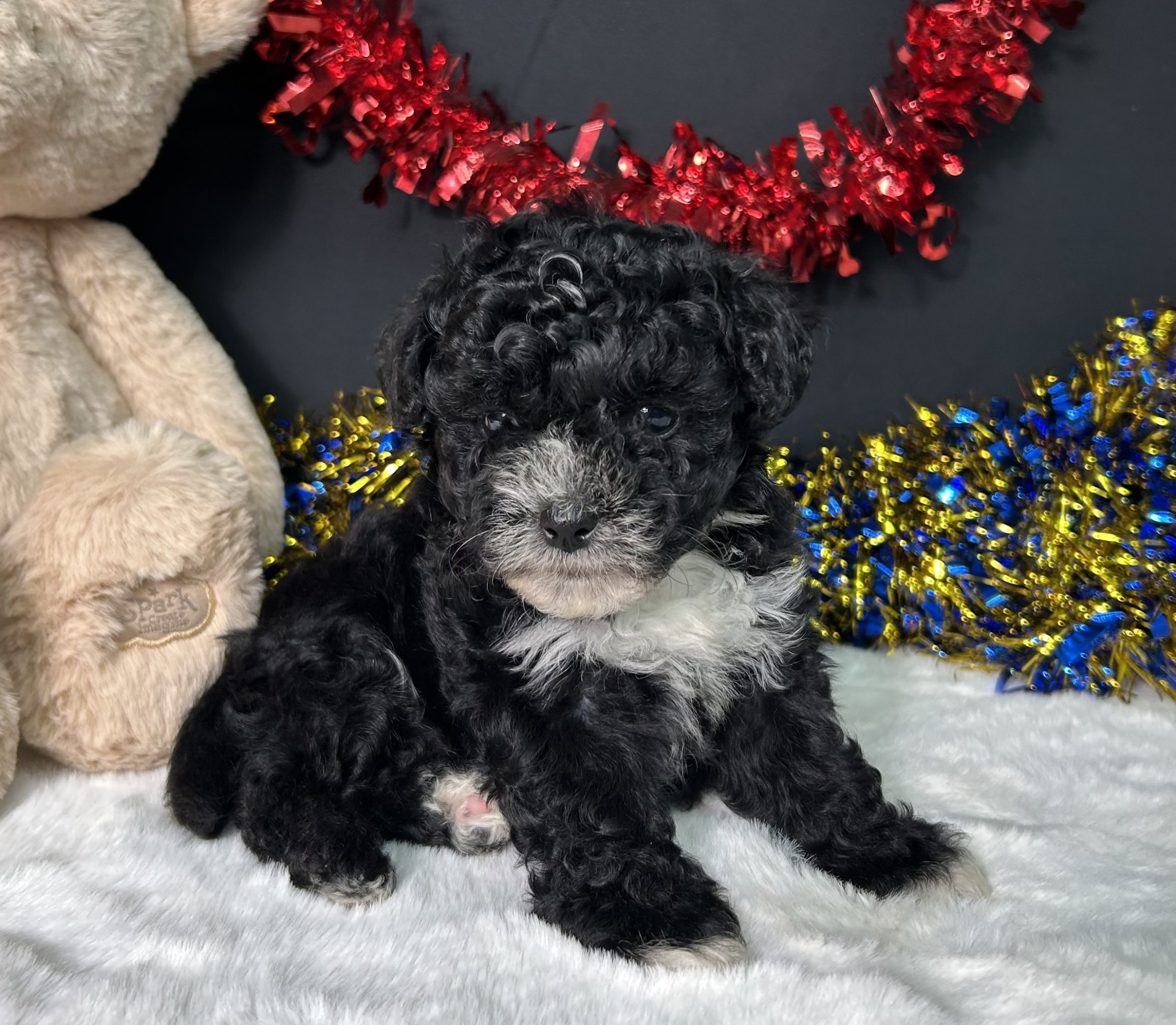 Kara The Maltipoo 1 Kara The Maltipoo