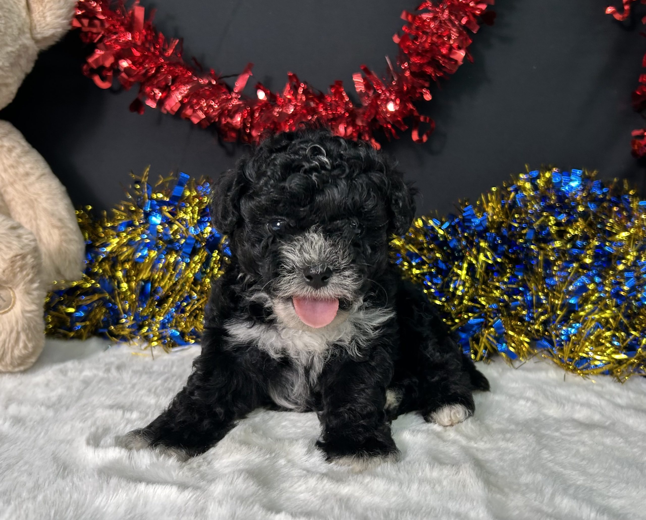 Kara The Maltipoo 7 Kara The Maltipoo - Image 7
